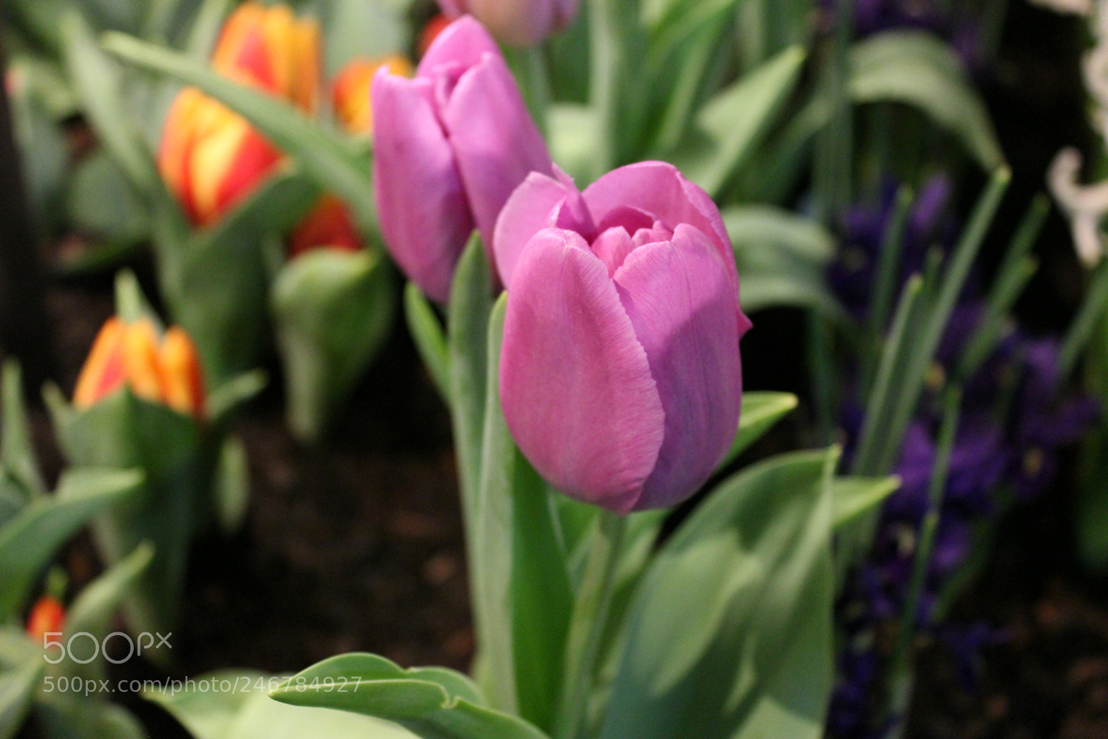Canon EF-S 18-55mm F3.5-5.6 IS sample photo. Tulips, canada blooms, toronto photography