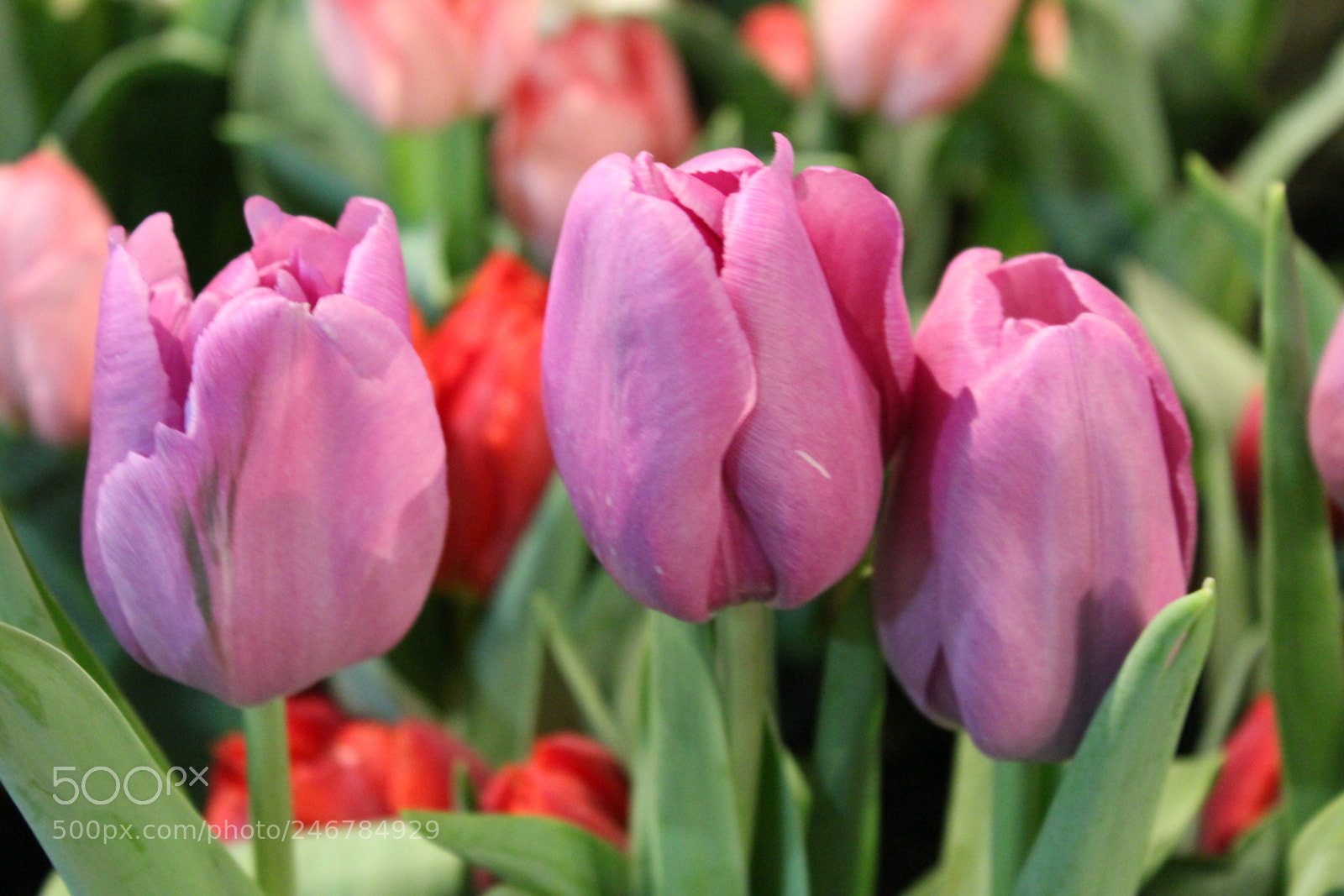 Canon EF-S 18-55mm F3.5-5.6 IS sample photo. Tulips, canada blooms, toronto photography