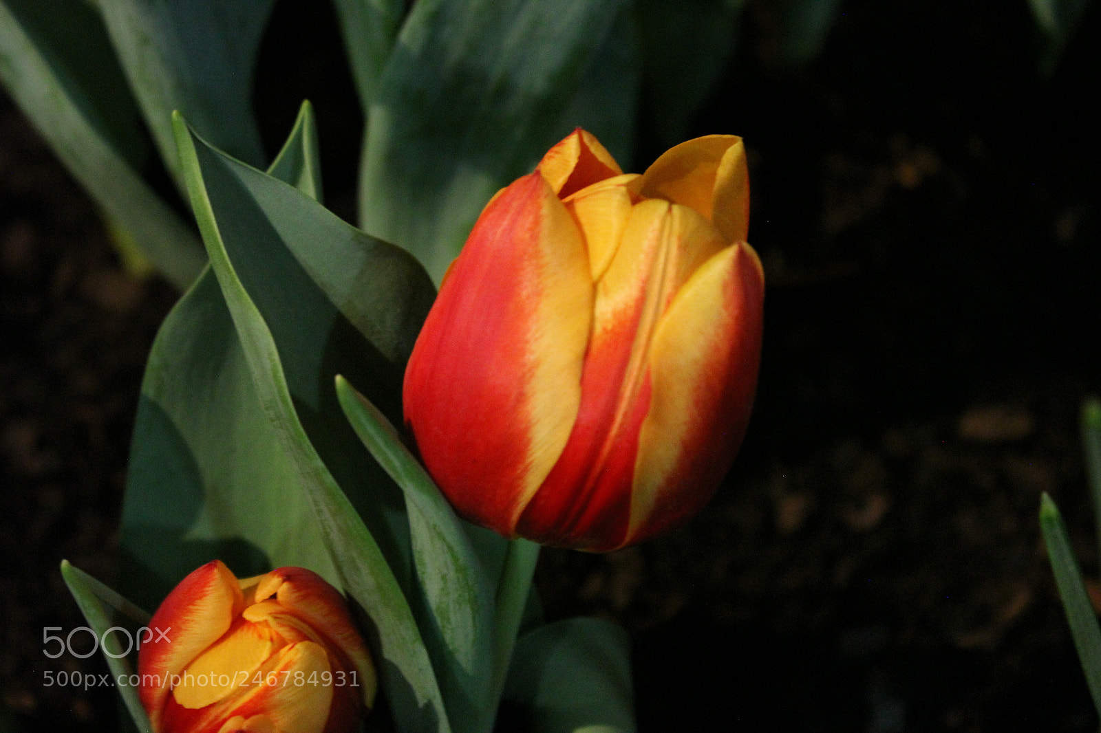 Canon EF-S 18-55mm F3.5-5.6 IS sample photo. Tulips, canada blooms, toronto photography