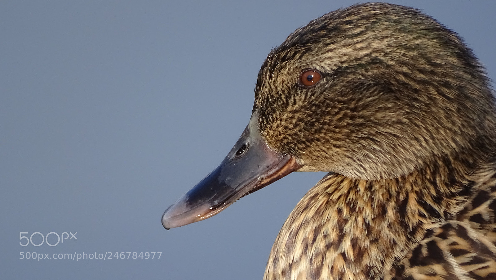 Sony Cyber-shot DSC-HX400V sample photo. Duck face photography