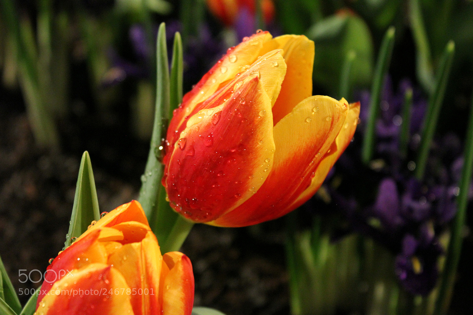 Canon EF-S 18-55mm F3.5-5.6 IS sample photo. Tulips, canada blooms, toronto photography