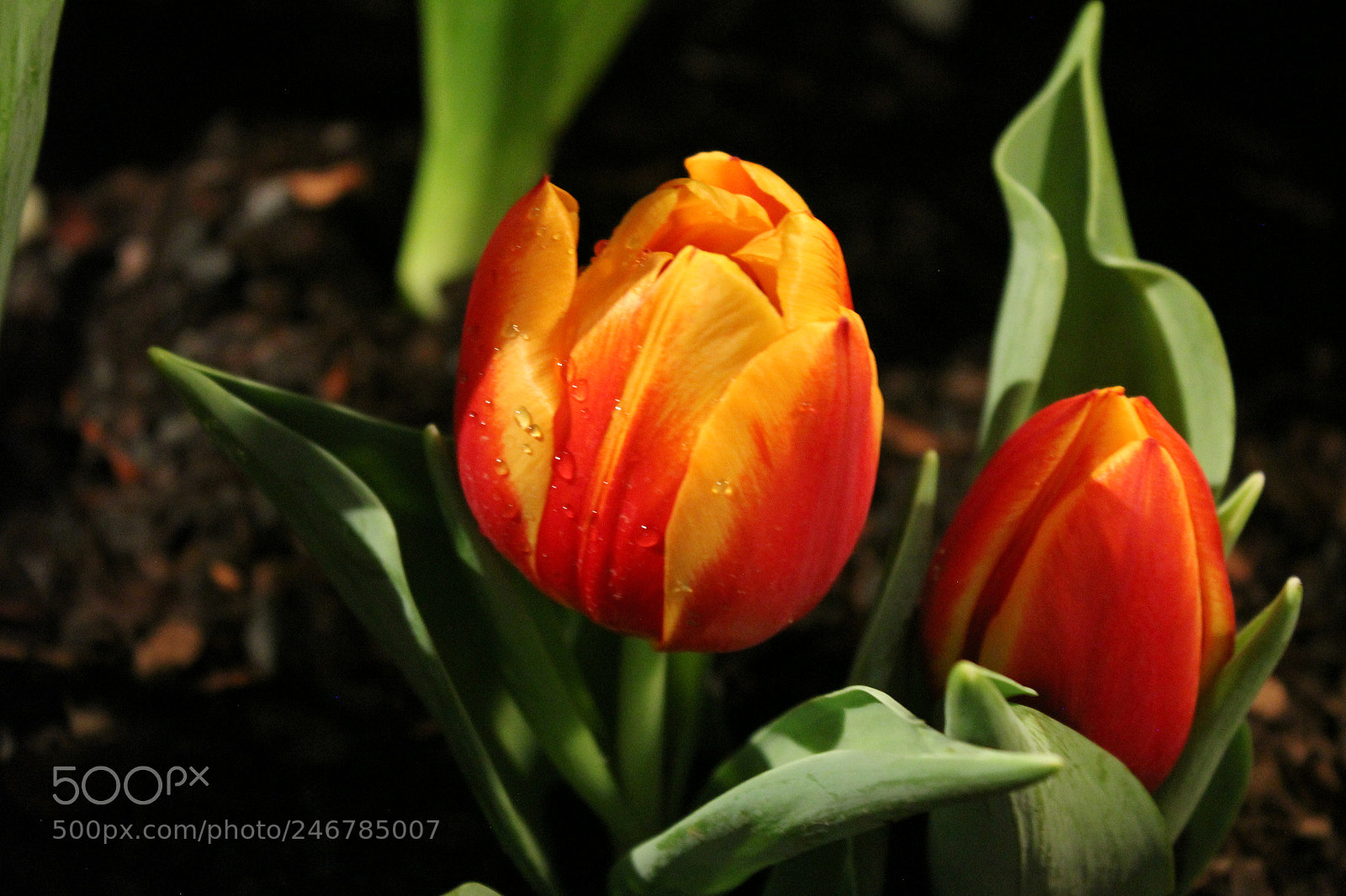 Canon EF-S 18-55mm F3.5-5.6 IS sample photo. Tulips, canada blooms, toronto photography