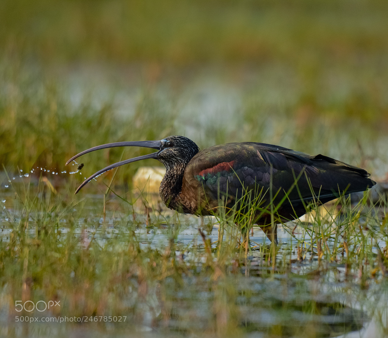 Nikon D7100 sample photo. Glossy ibis photography
