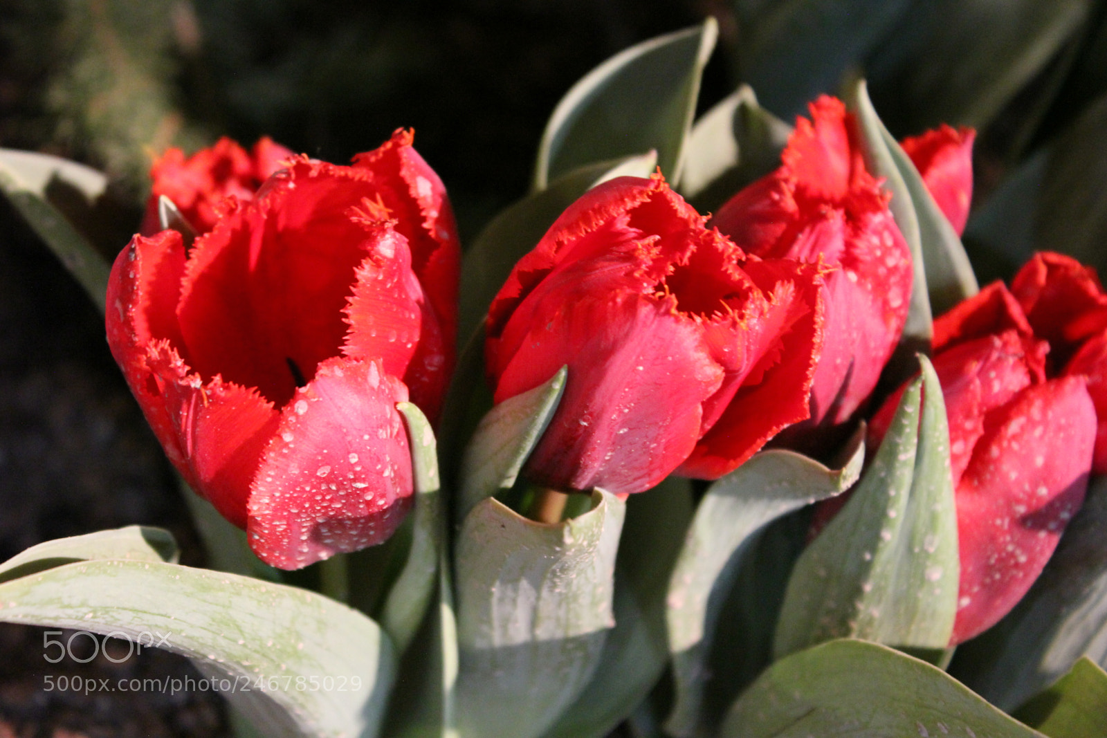 Canon EF-S 18-55mm F3.5-5.6 IS sample photo. Tulips, canada blooms, toronto photography