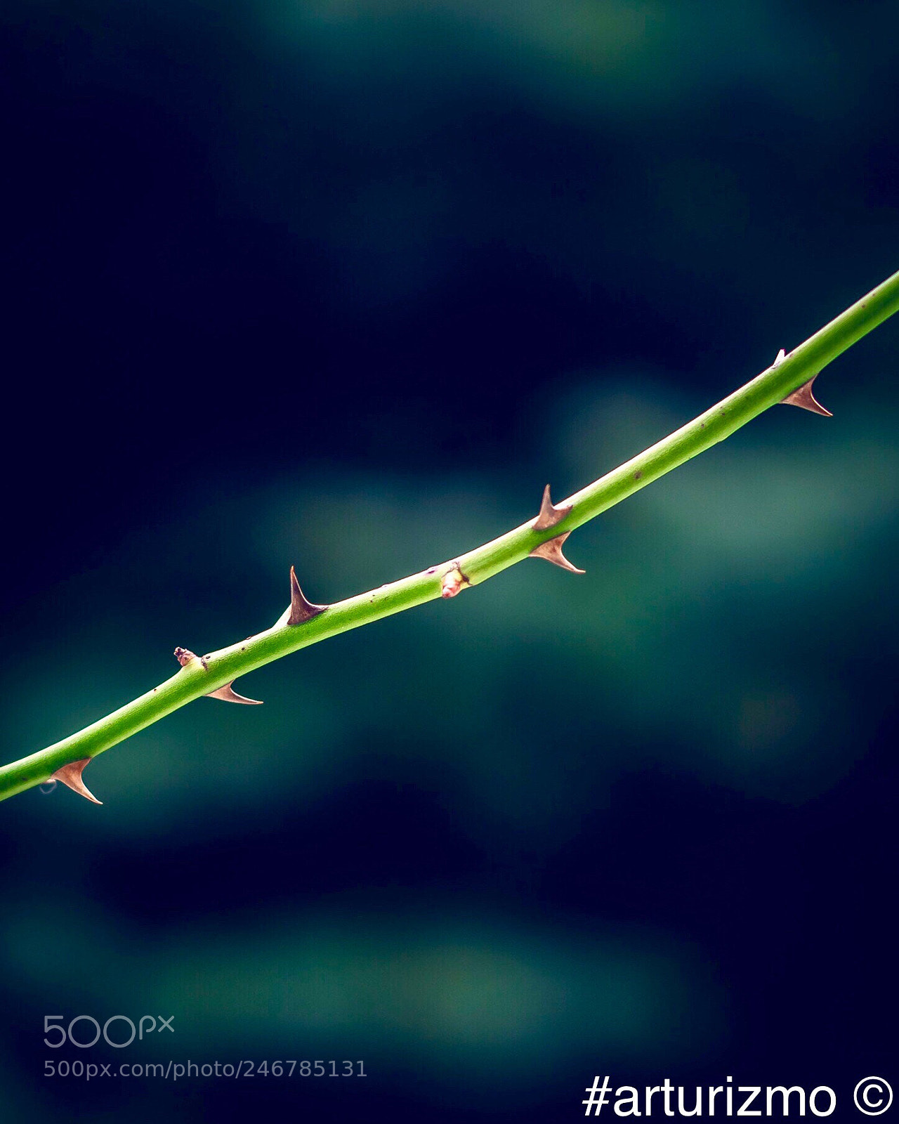 Nikon D7200 sample photo. Thorns of roses photography