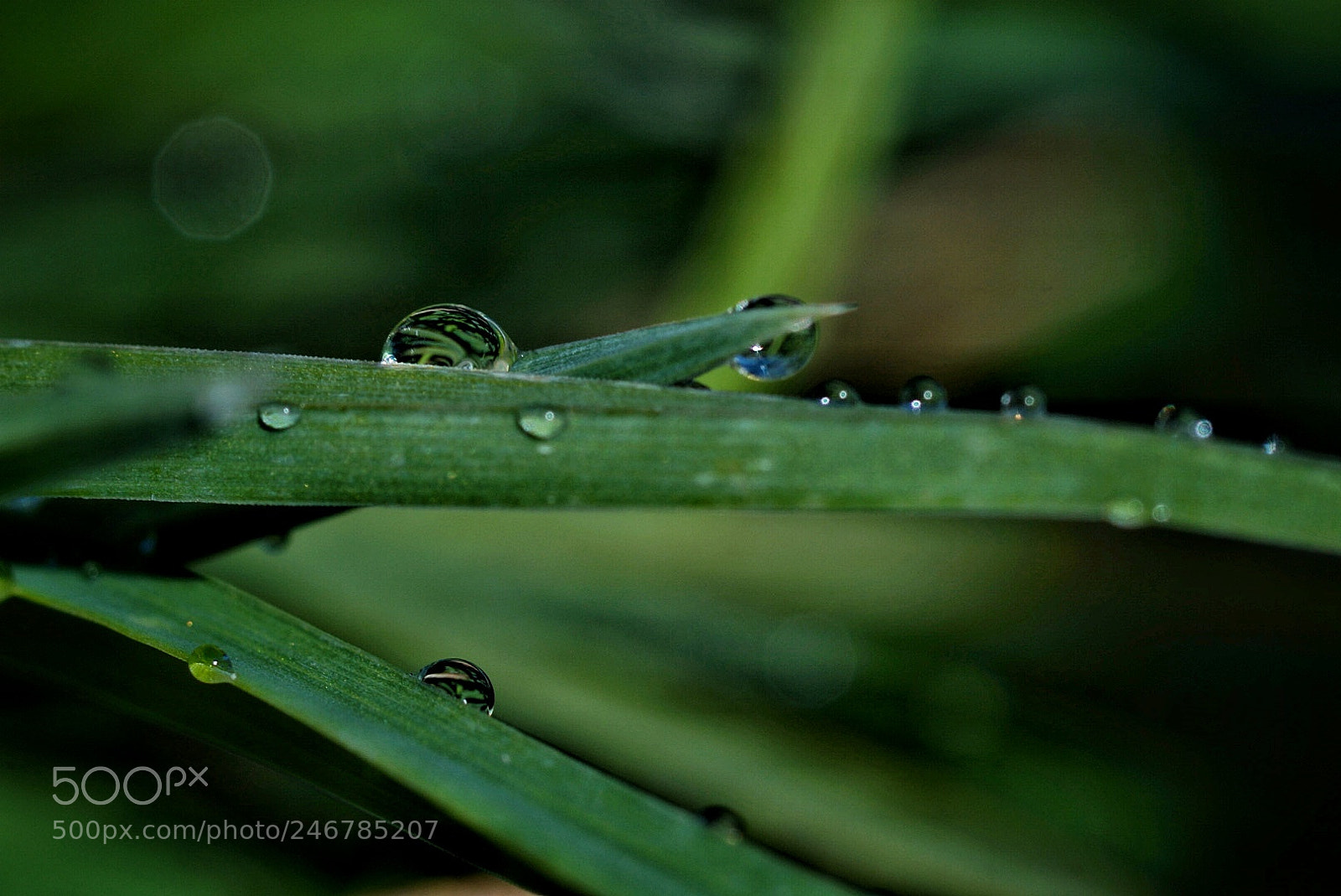 Sony SLT-A58 sample photo. Hierbas de mañanas photography