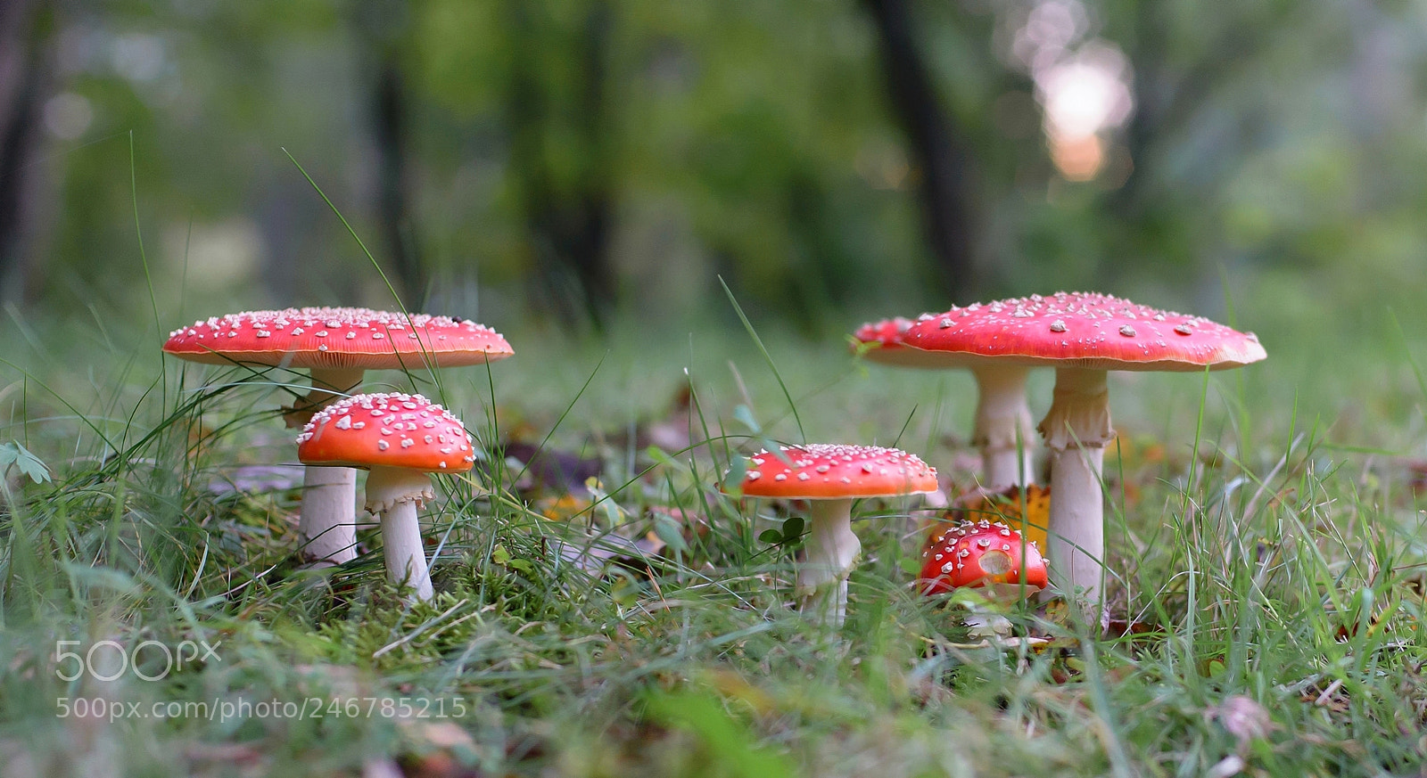 Nikon D600 sample photo. Мухоморы photography