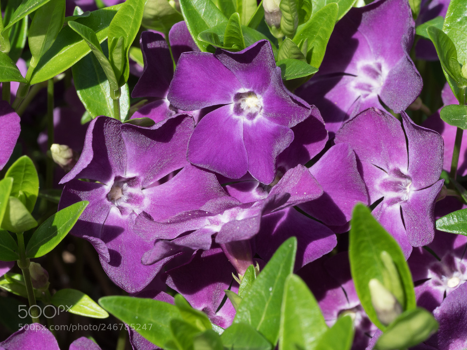 Olympus OM-D E-M1 Mark II sample photo. Bhp_flowers_20170413_4564.jpg photography
