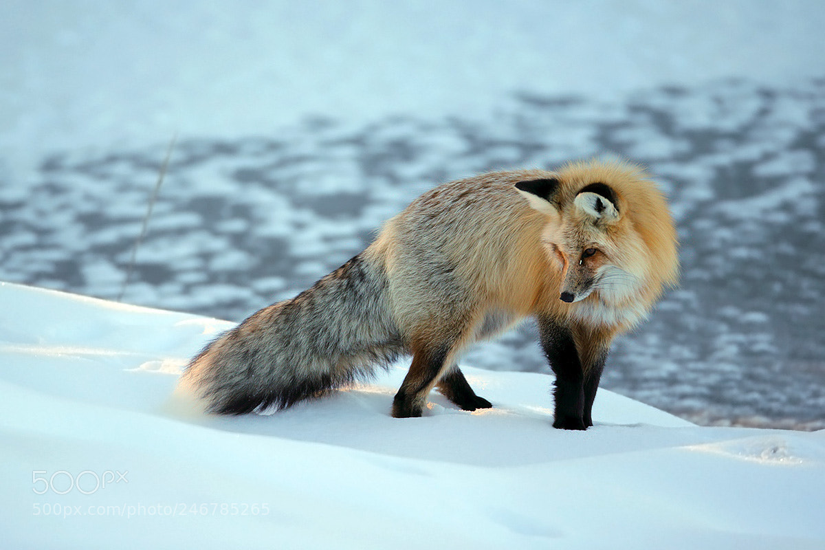 Canon EOS-1D X sample photo. Winter red fox photography
