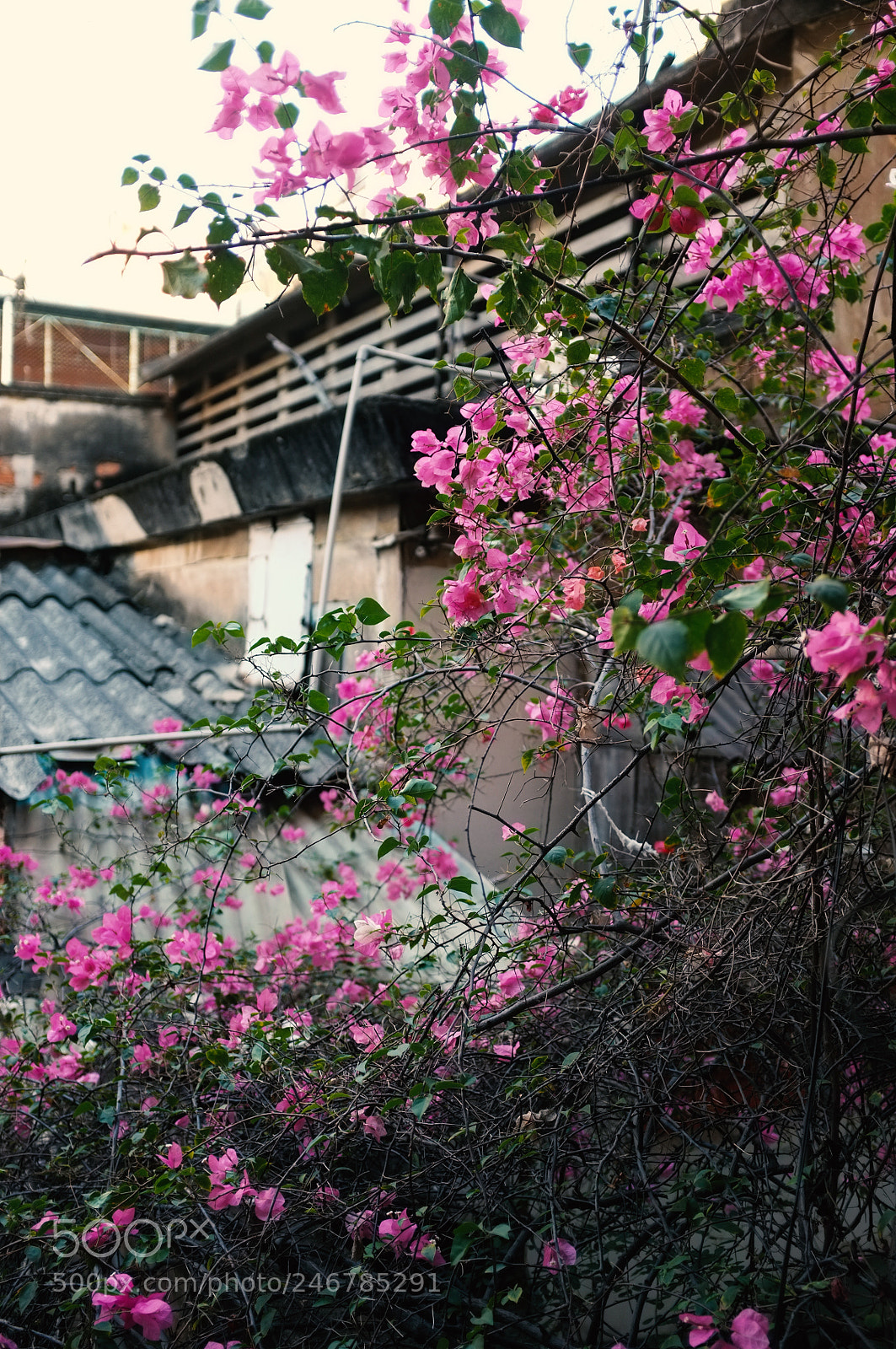 Fujifilm FinePix X100 sample photo. Outside the window photography