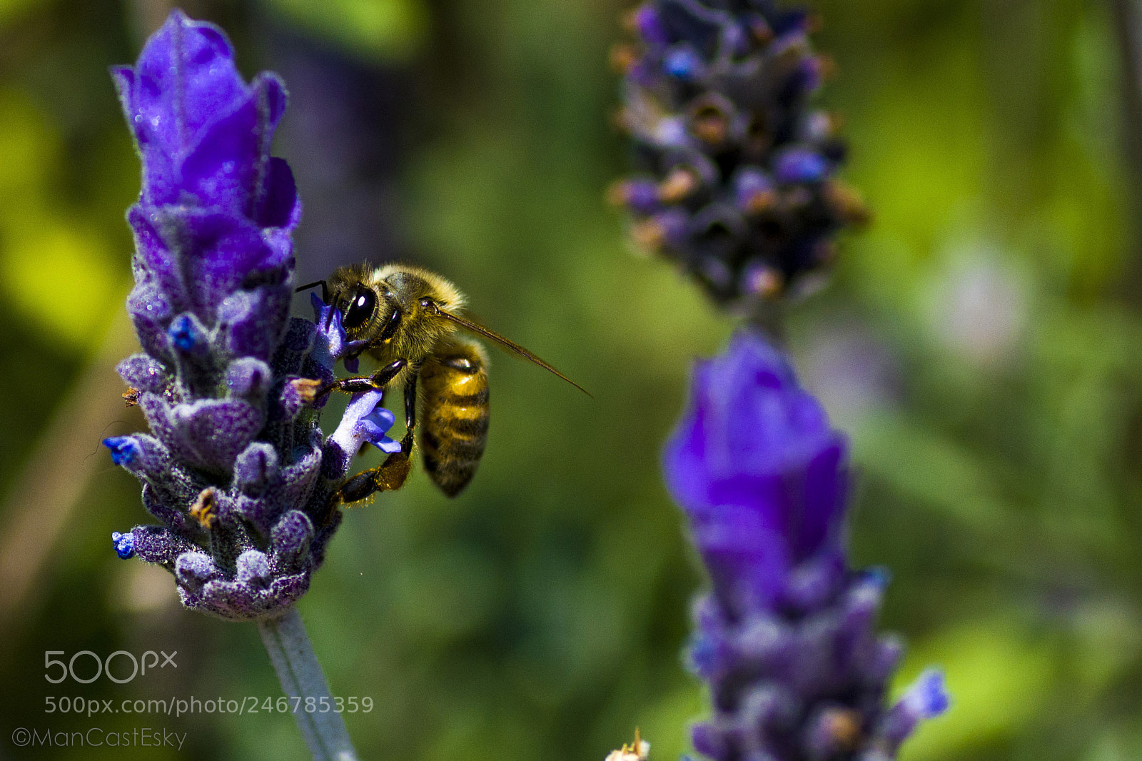 Nikon D7100 sample photo. Working bee photography