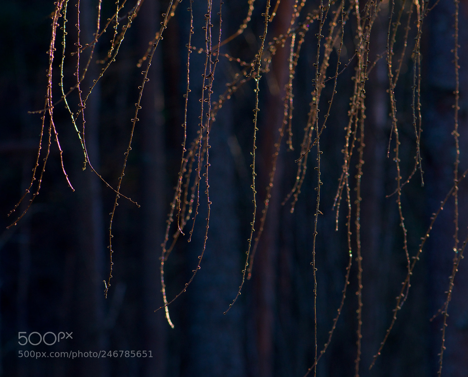 Nikon D7200 sample photo. (golden larch) photography