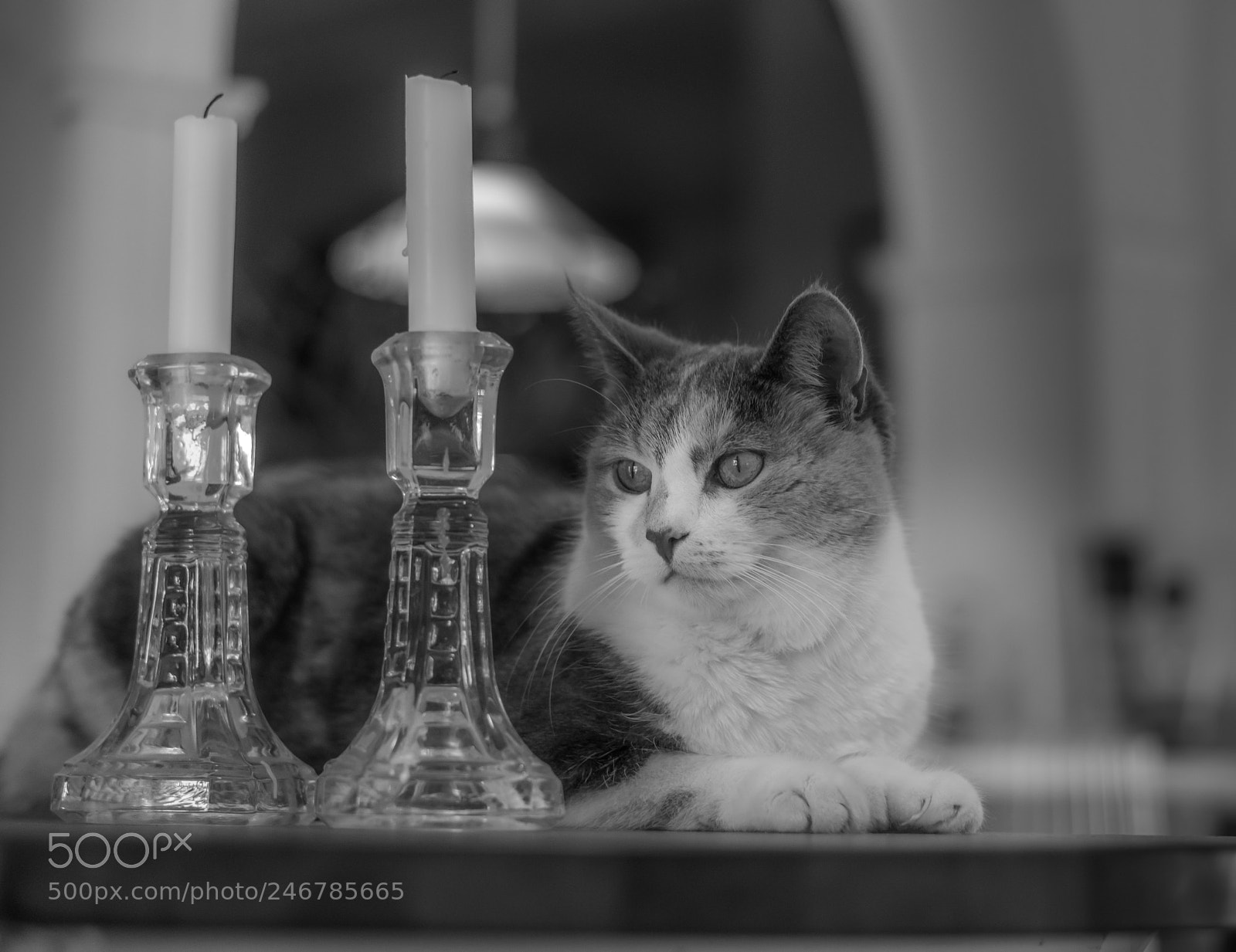 Sony a99 II sample photo. Beautiful cat on shelter photography