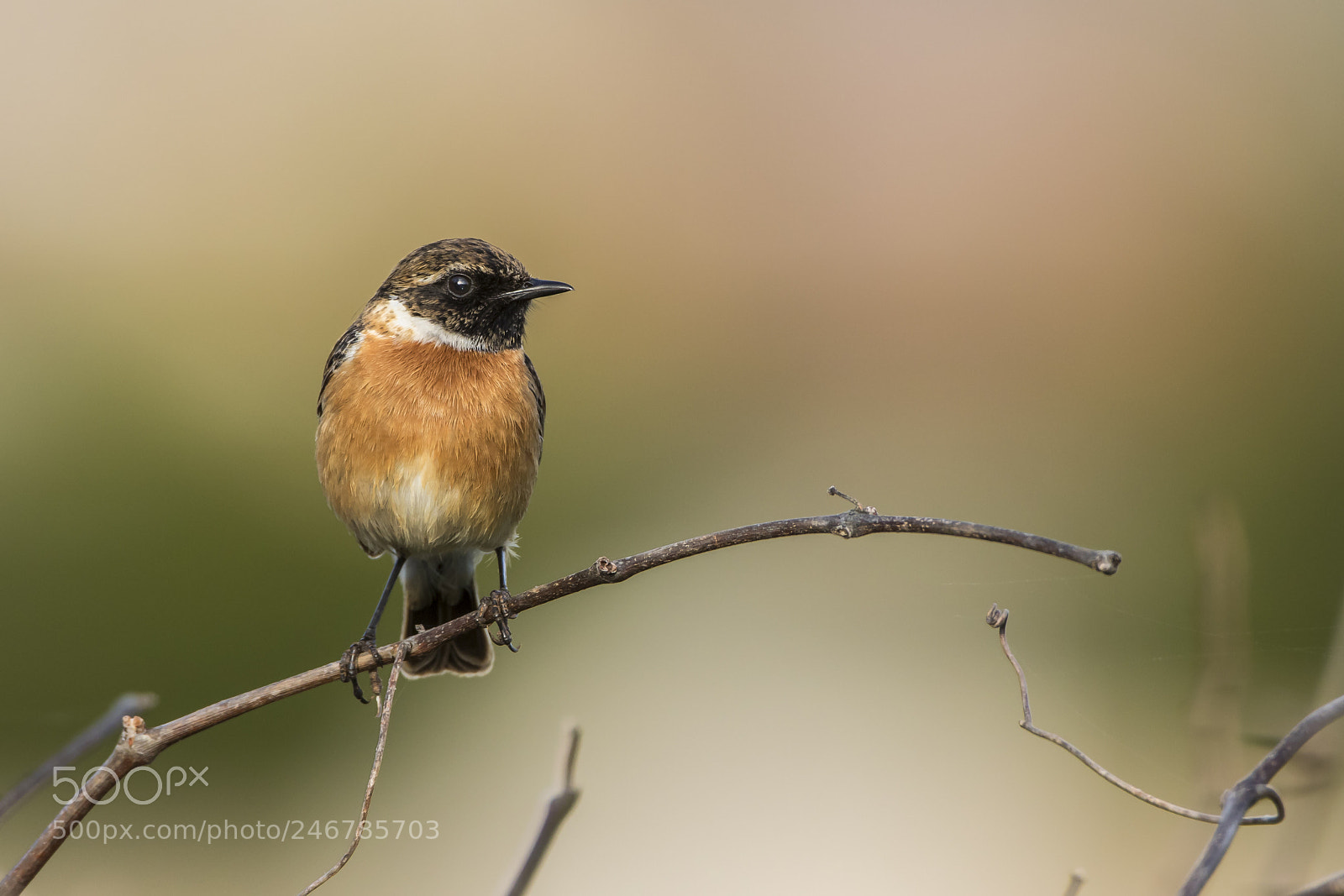 Canon EOS 7D Mark II sample photo. On the branch photography