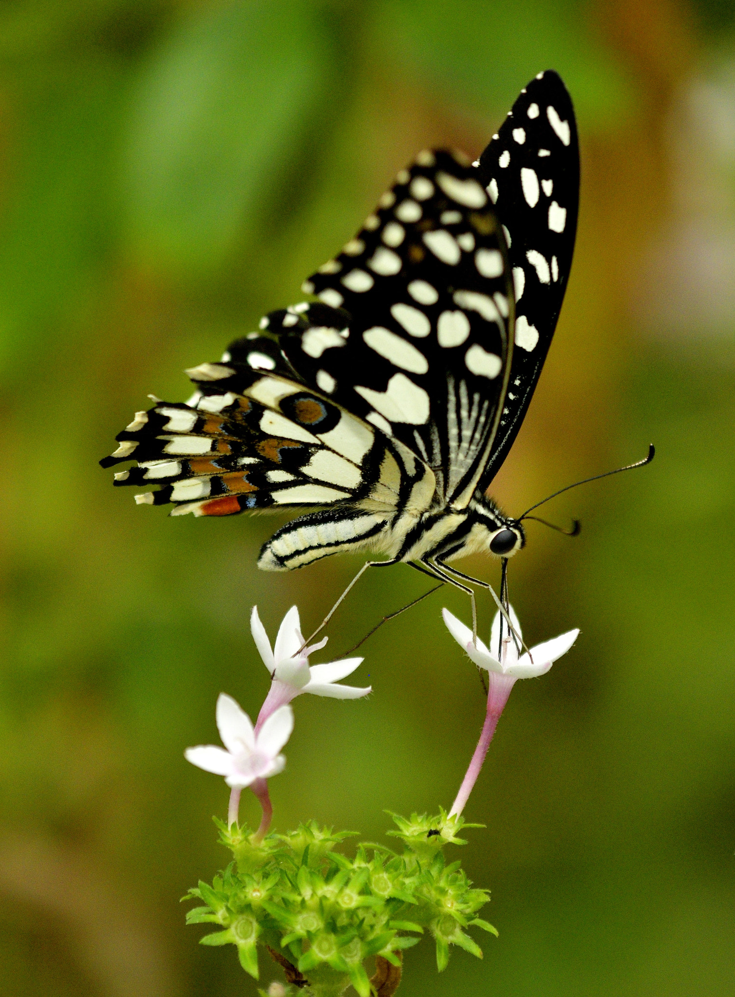 Nikon AF-S Nikkor 70-200mm F4G ED VR sample photo. Lime swallowtail (papilio demoleus) photography