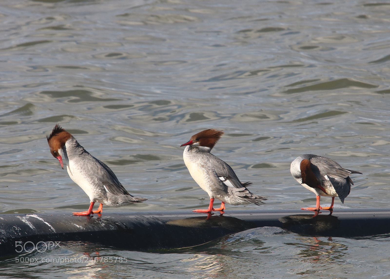 Canon EOS 750D (EOS Rebel T6i / EOS Kiss X8i) sample photo. Hear no evil see photography