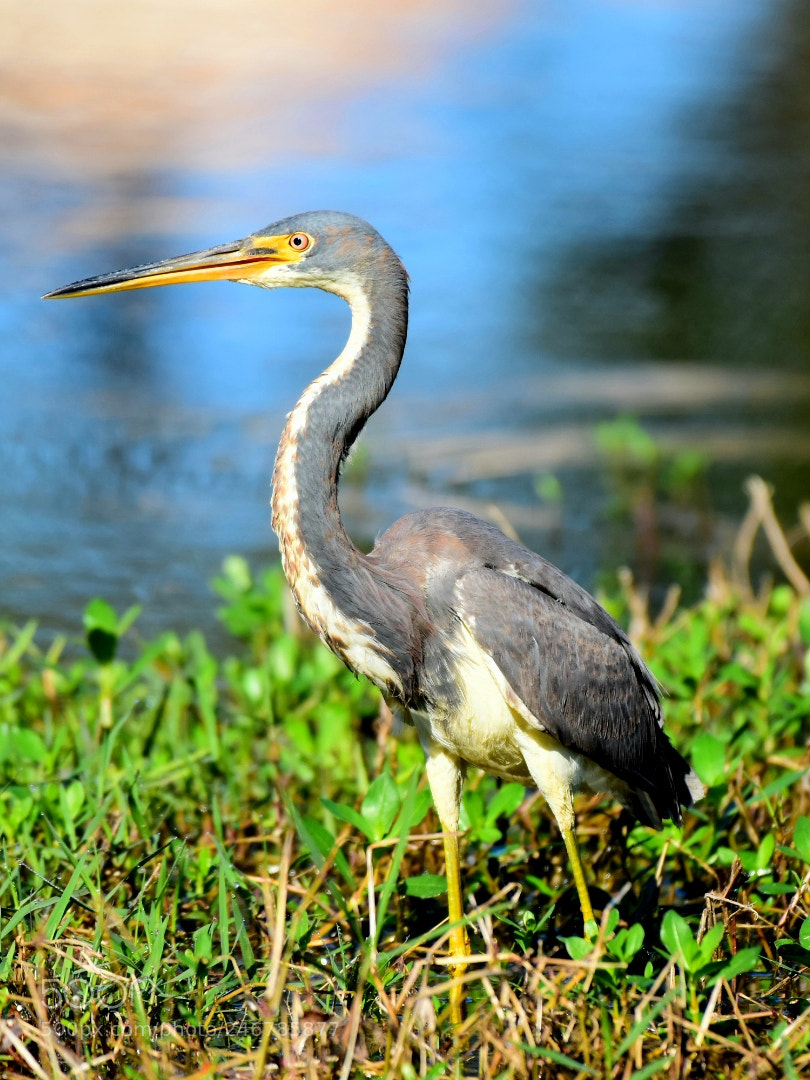 Nikon D7200 sample photo. Heron 24 - tricoloured photography