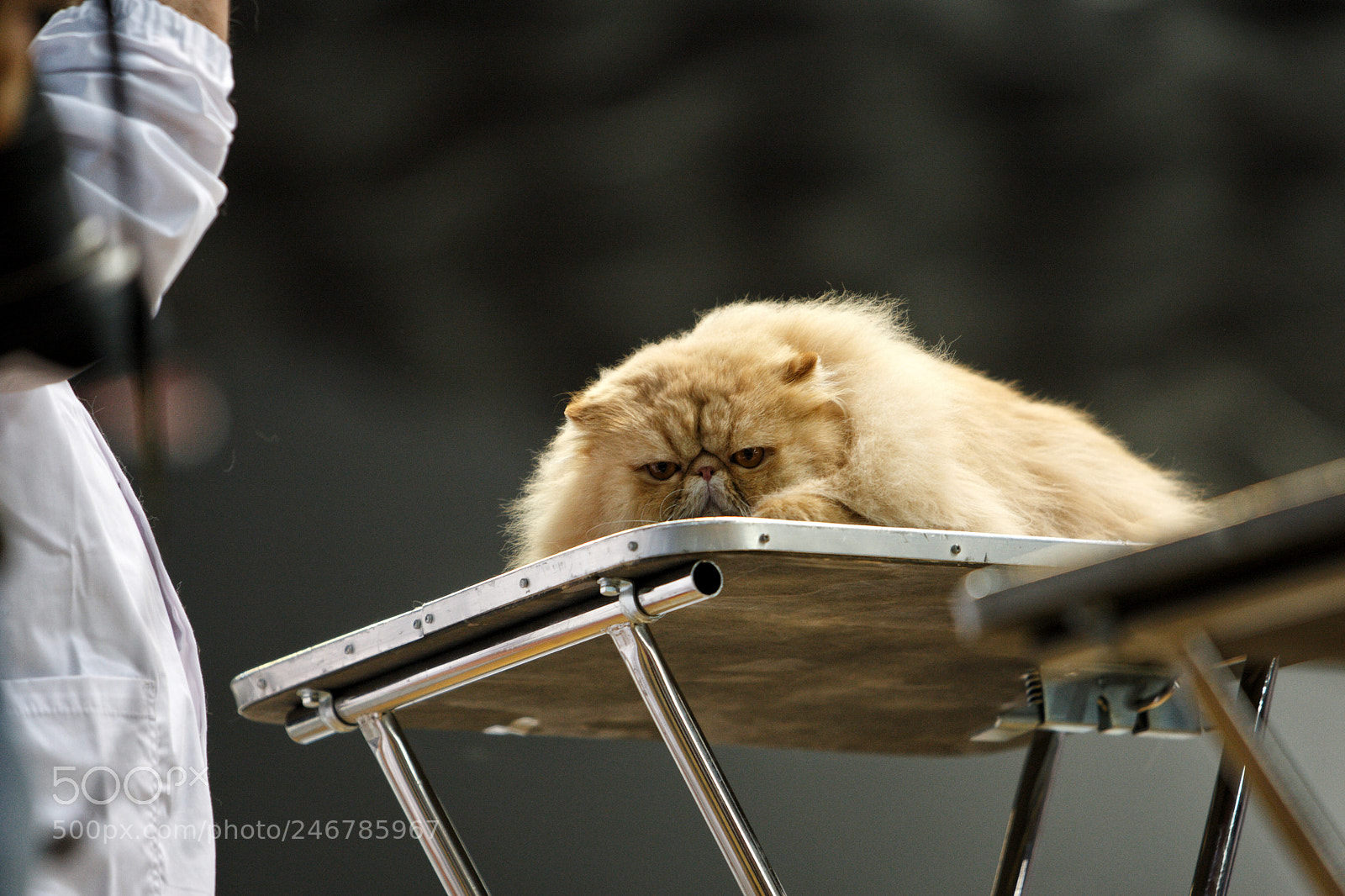Canon EOS-1D Mark III sample photo. Red persian cat photography