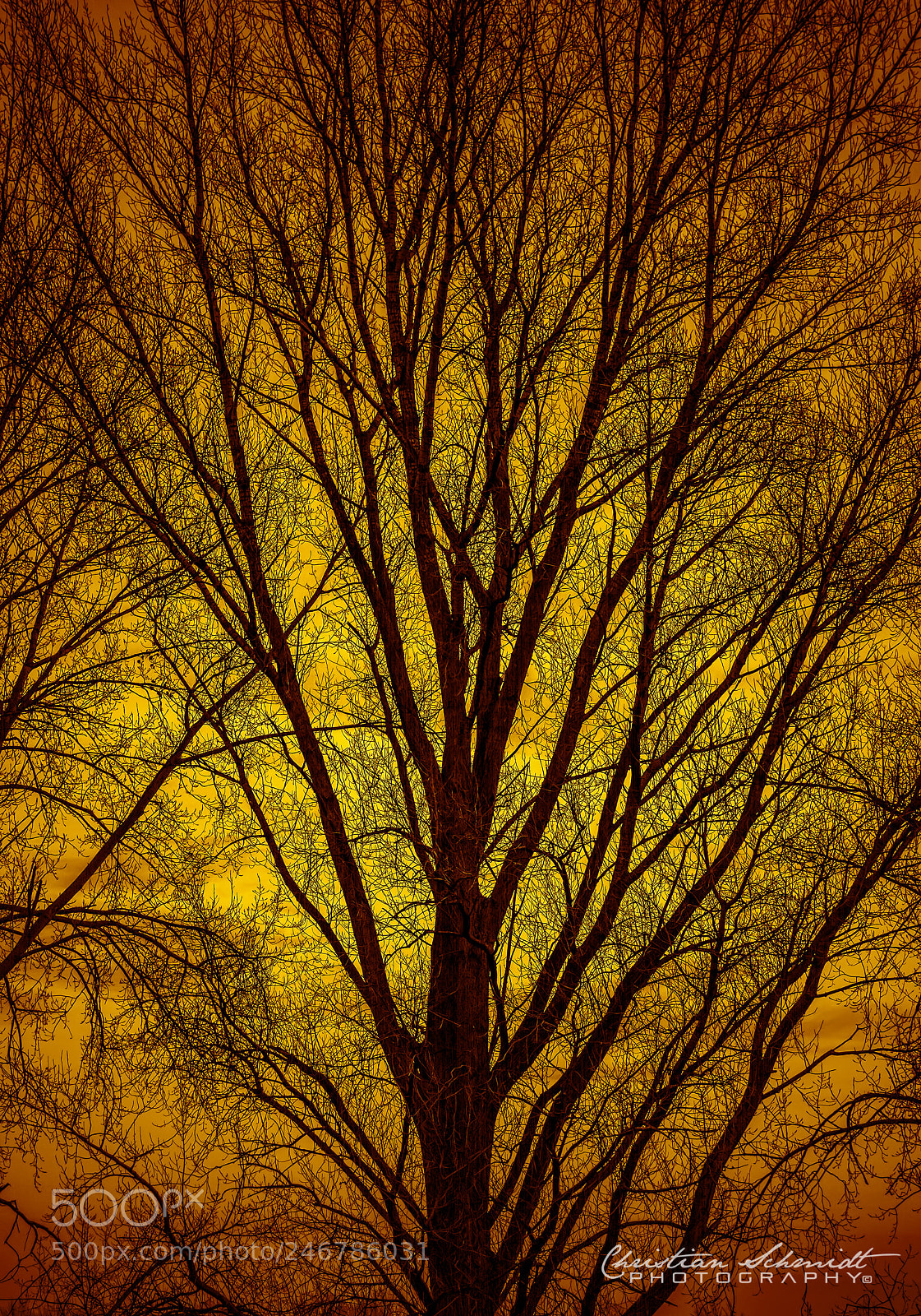 Nikon D7100 sample photo. Sunset tree photography