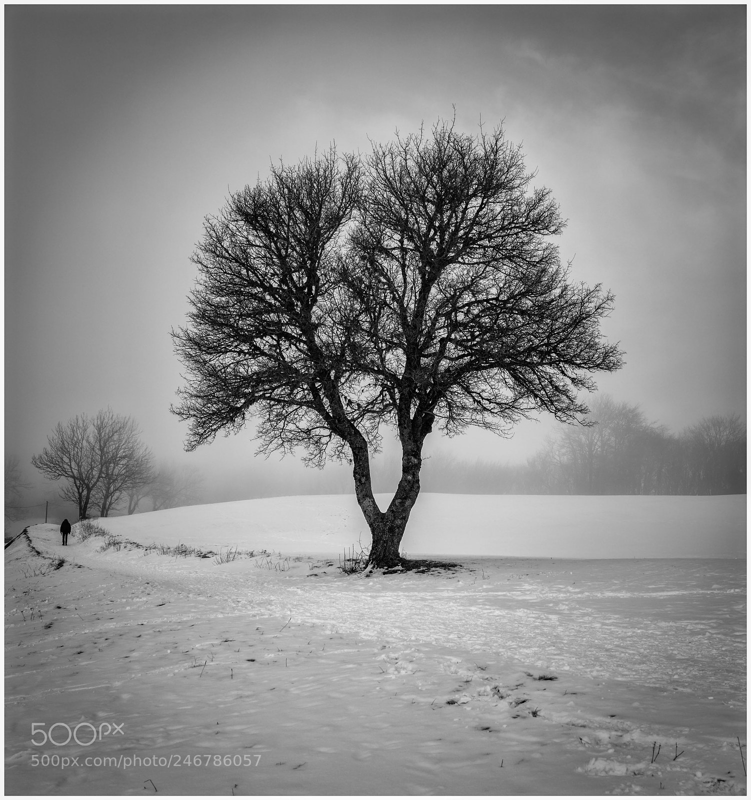 Canon EOS 5DS R sample photo. Lone tree photography