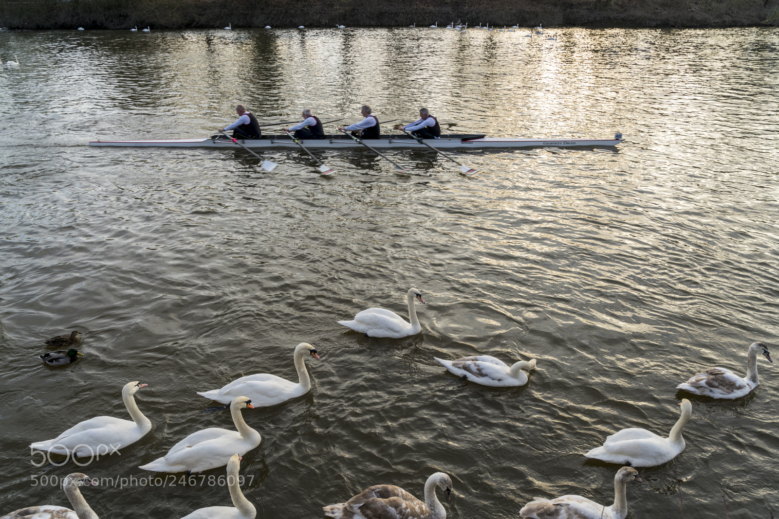 Sony a7R II sample photo. Rowers and swans on photography
