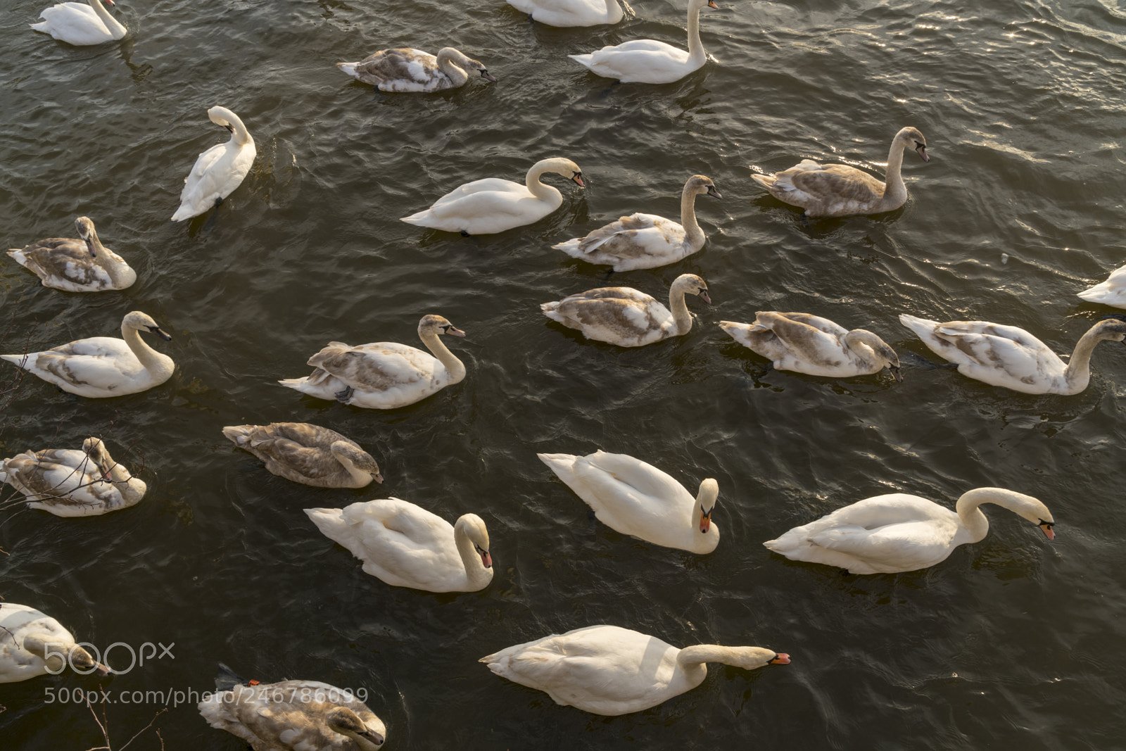 Sony a7R II sample photo. Swans on the river photography