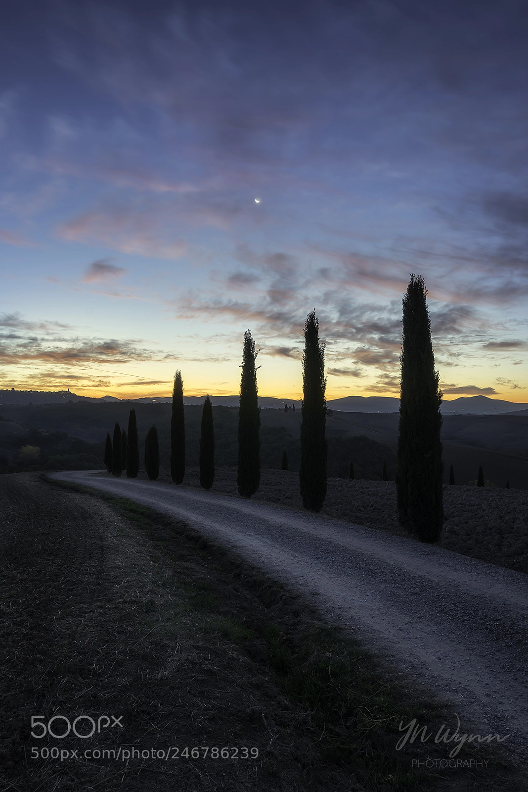 Sony a7R sample photo. Cypress trees photography