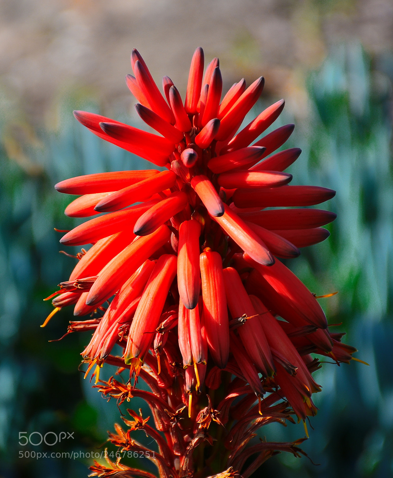 Nikon D7200 sample photo. Red beach flower photography