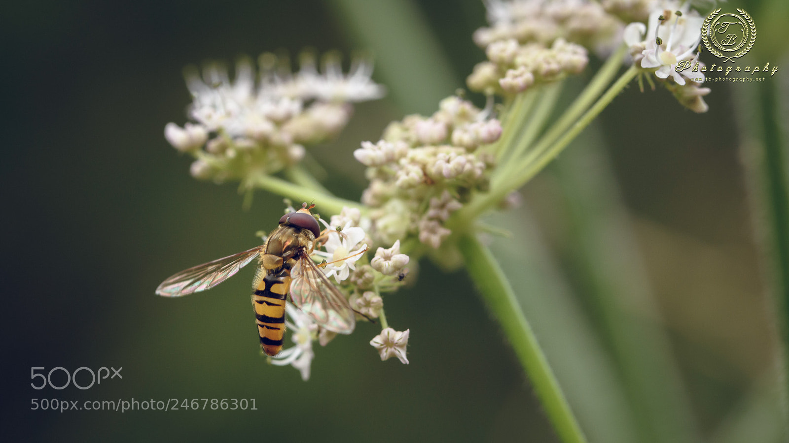 Nikon D7200 sample photo. Schwebfleige auf schafsgabe photography