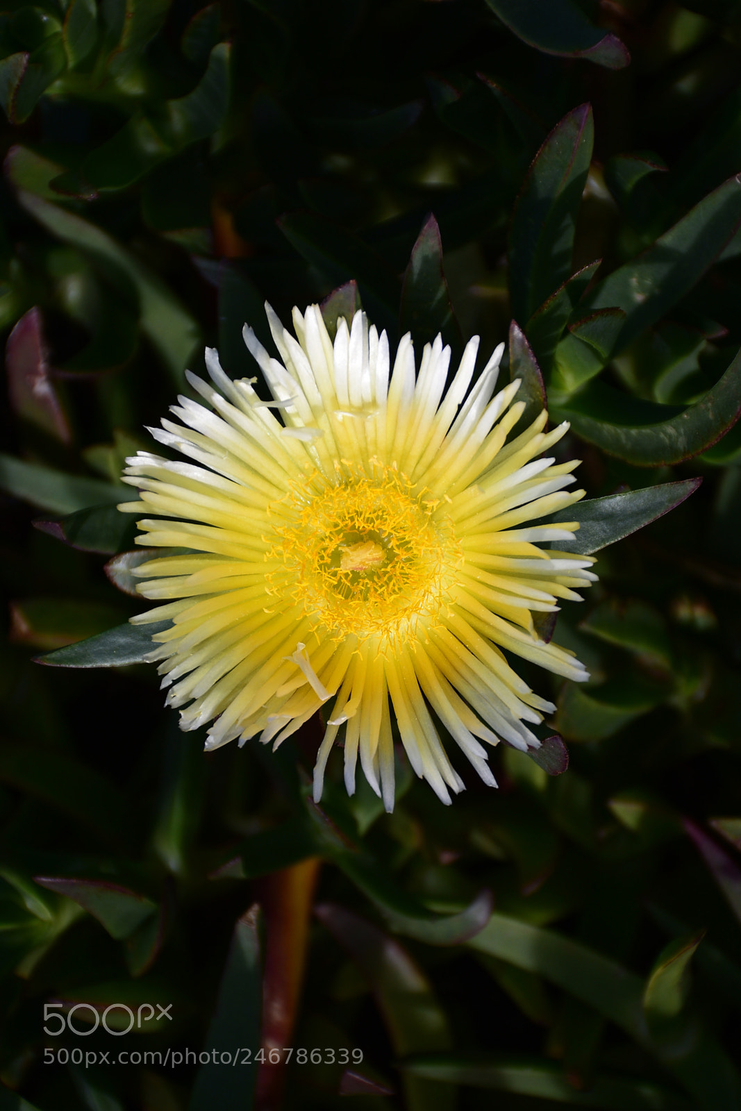 Nikon D7200 sample photo. Yellow dandelion photography