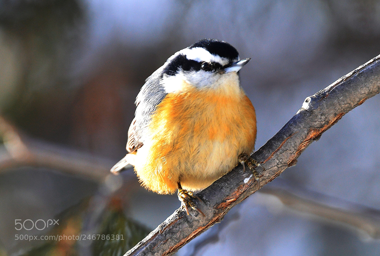 Nikon D90 sample photo. Red breasted nuthatch photography