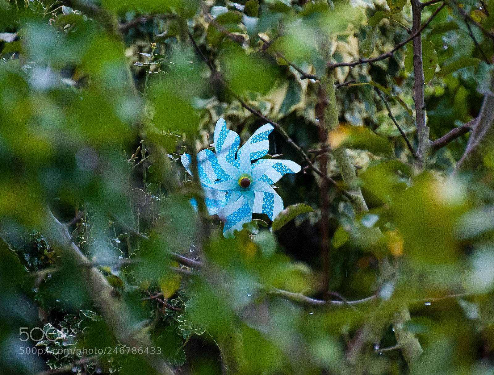 Nikon D300 sample photo. Alone photography