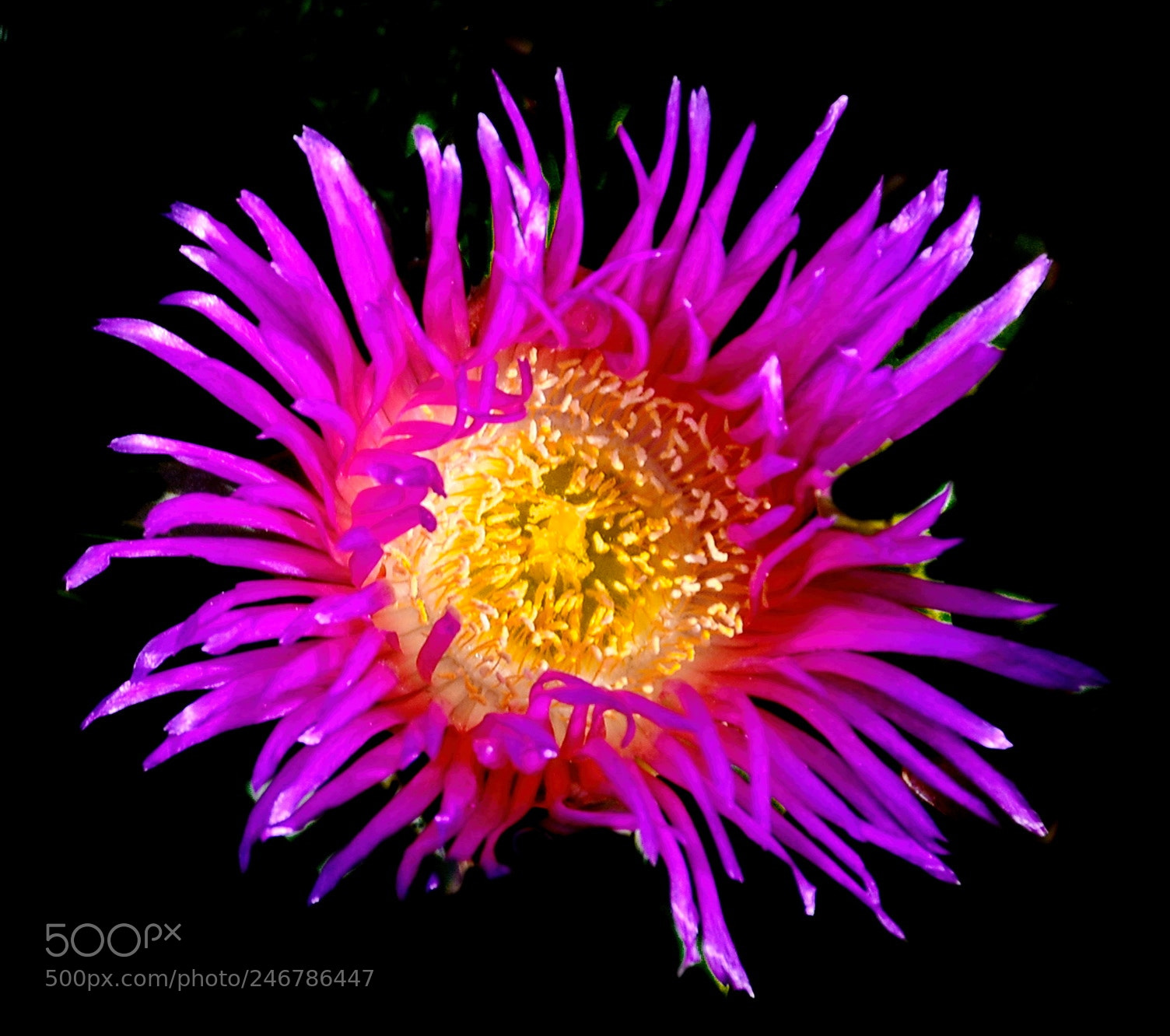 Nikon D7200 sample photo. Purple dandelion flower photography