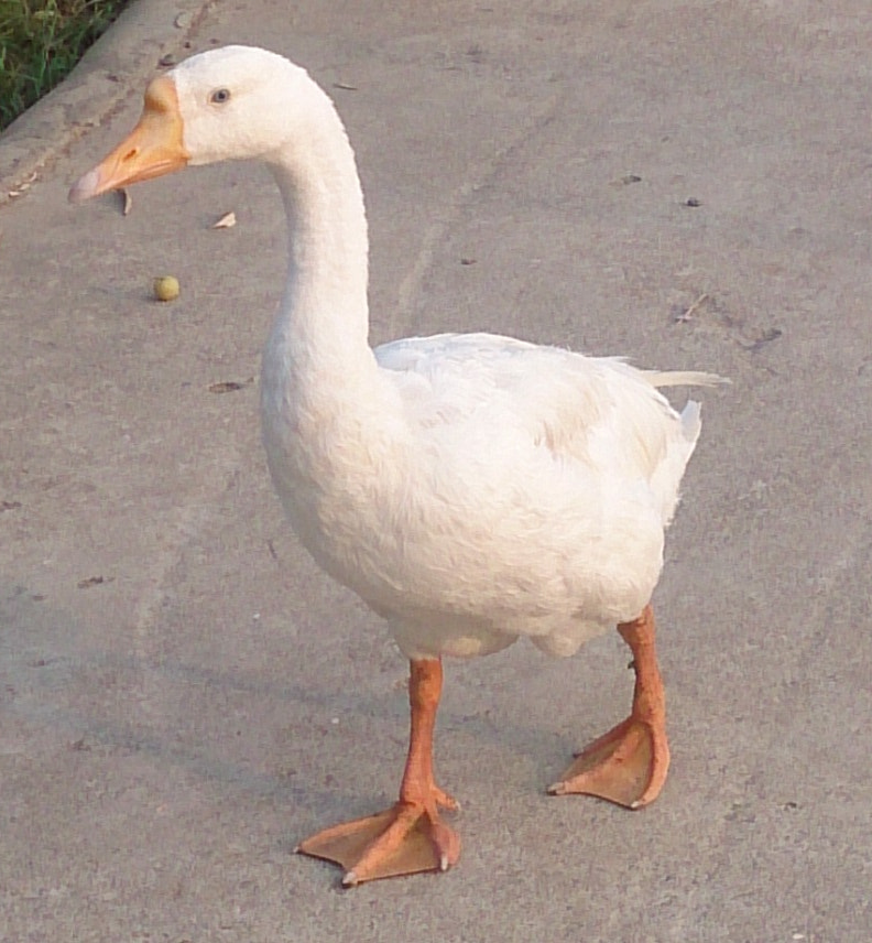 Sony Xperia Z sample photo. Duck photography