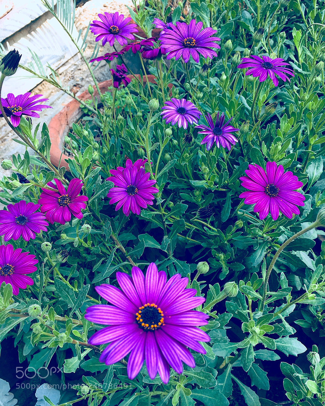Apple iPhone 6s Plus sample photo. Untitled photography