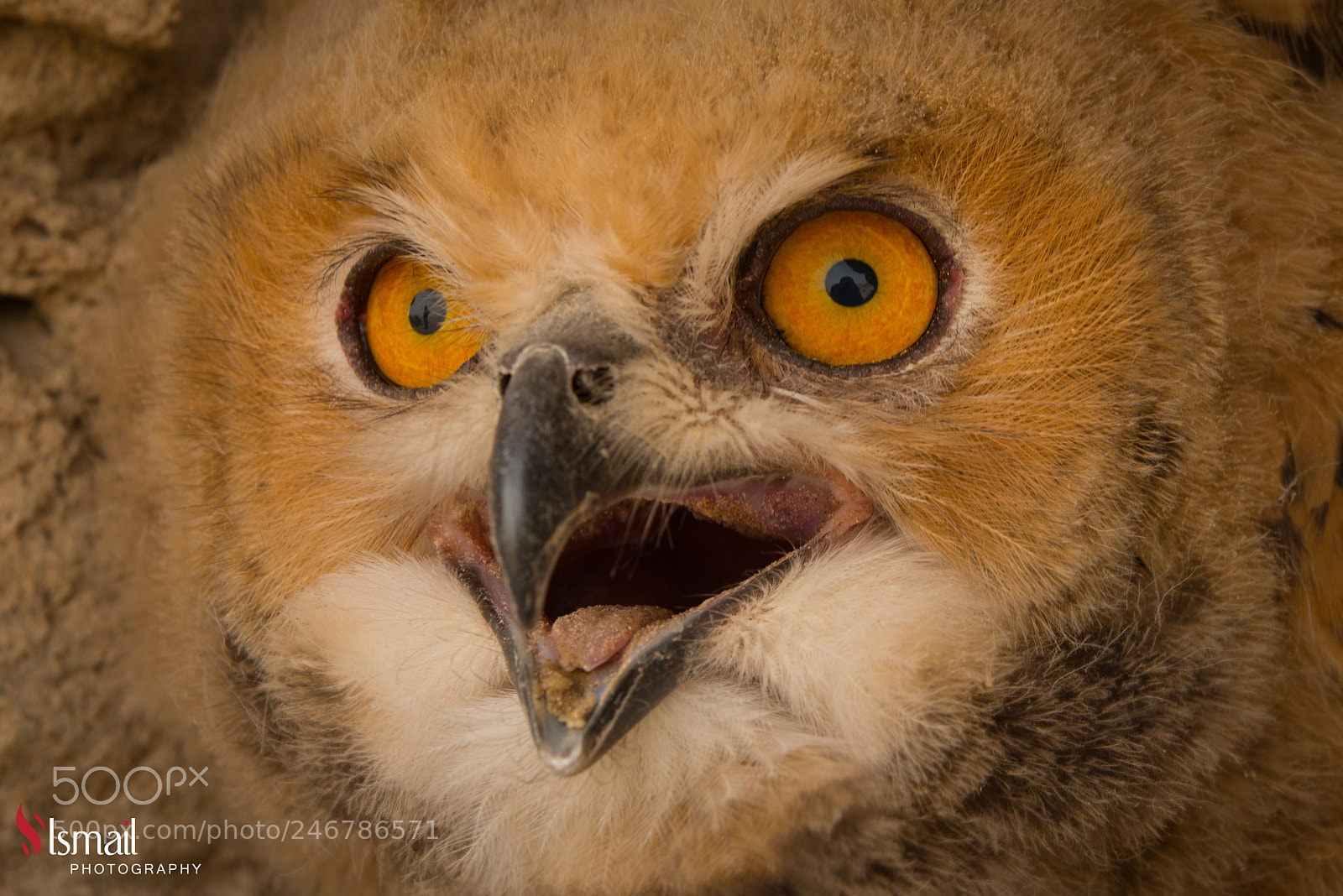 Nikon D800 sample photo. Eagle owl photography