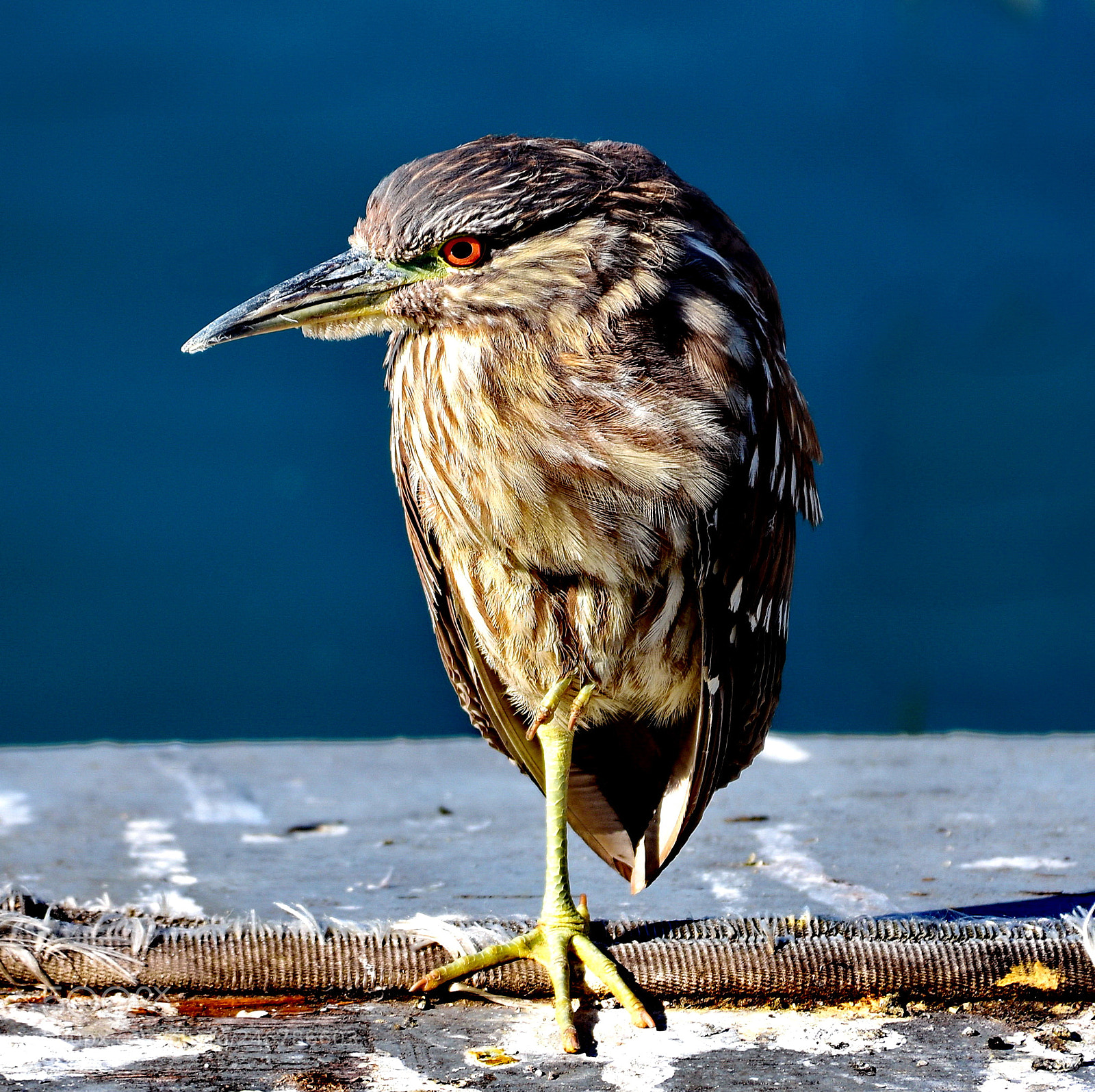 Nikon D7200 sample photo. Brown sea bird on photography