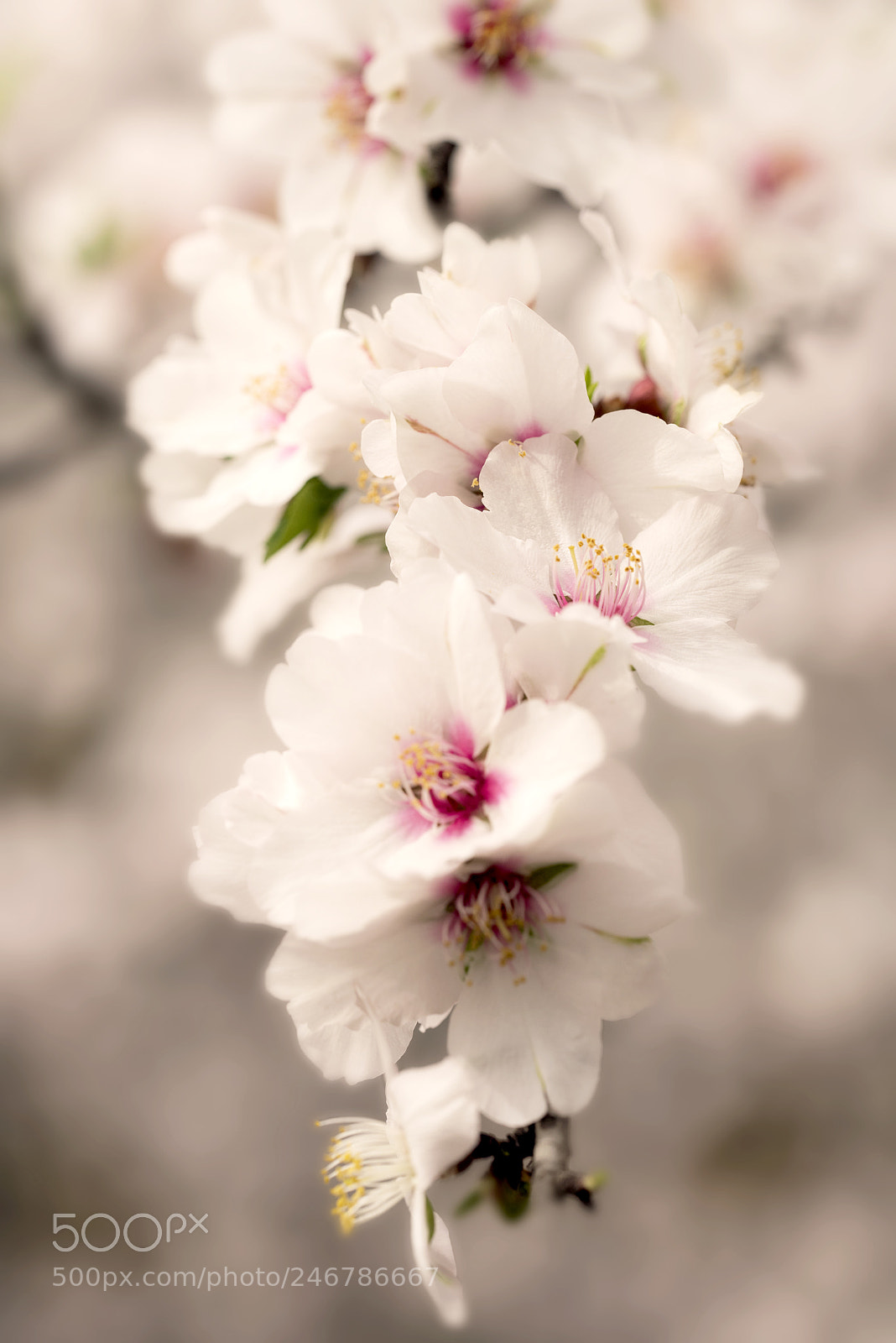 Nikon D810 sample photo. Spring time photography