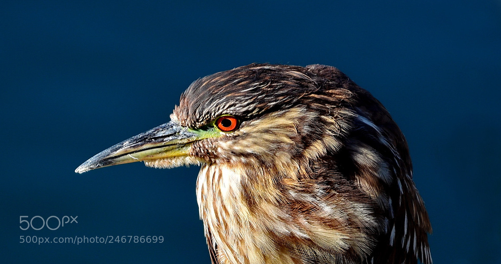 Nikon D7200 sample photo. Brown seabird portrait one photography