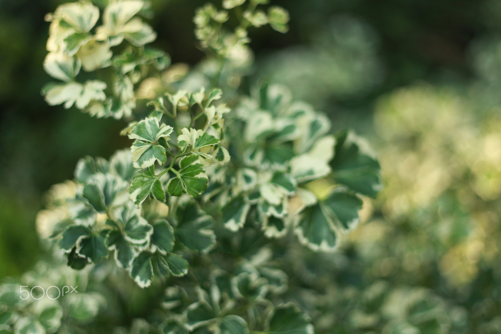Canon EF 50mm F1.8 II sample photo. Polyscias photography