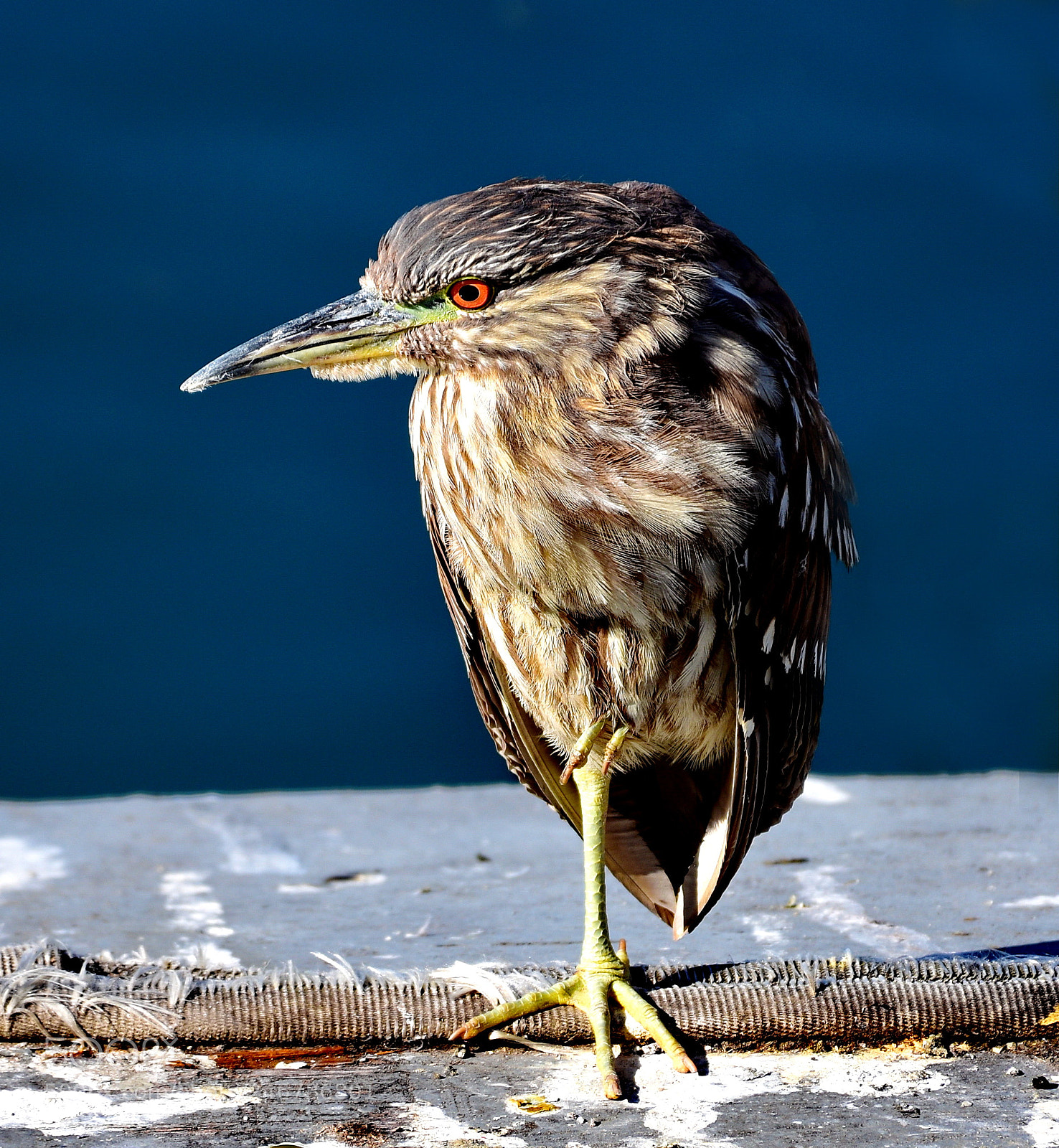 Nikon D7200 sample photo. Brown seabird on marina photography