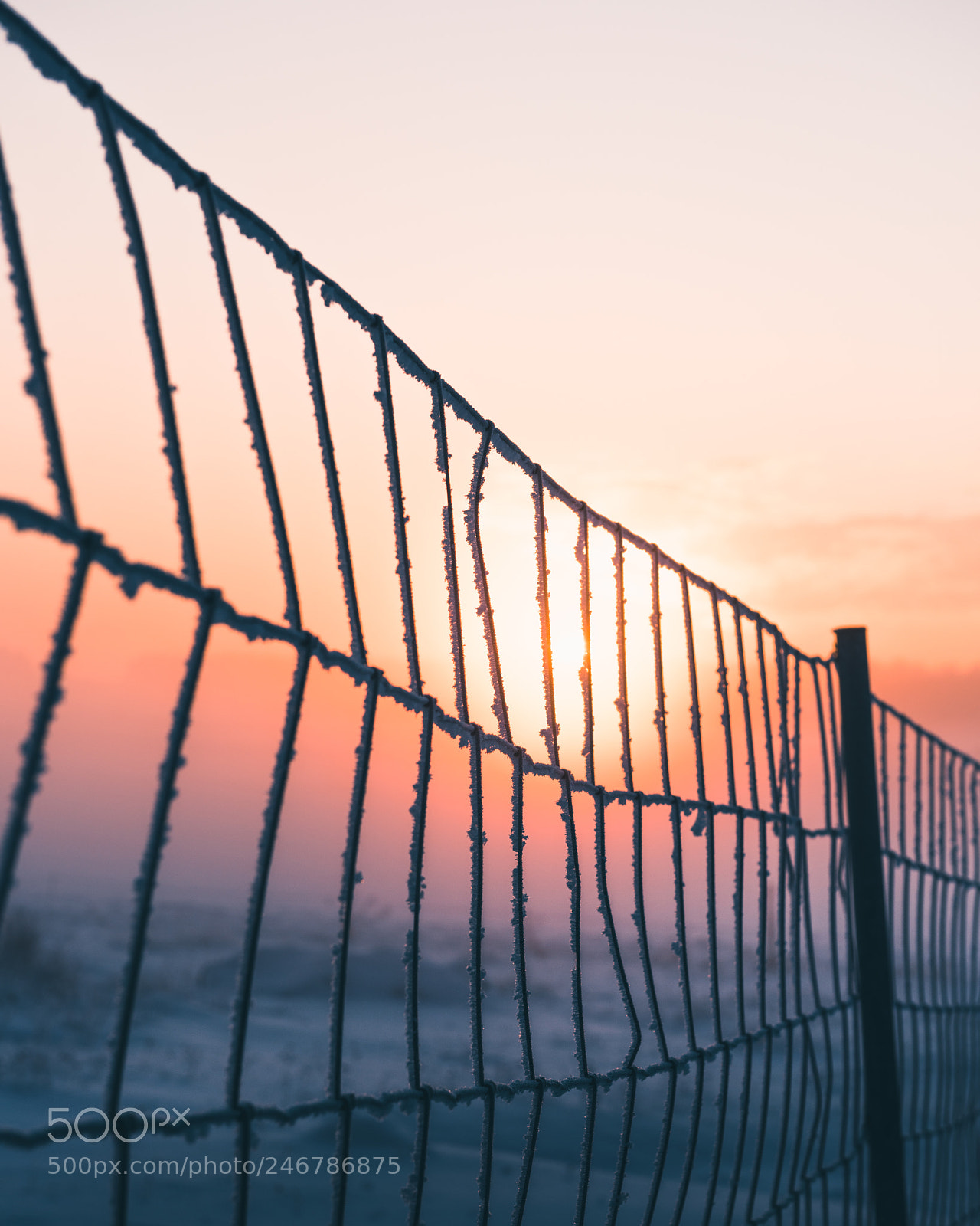 Nikon D810 sample photo. Through the fence photography