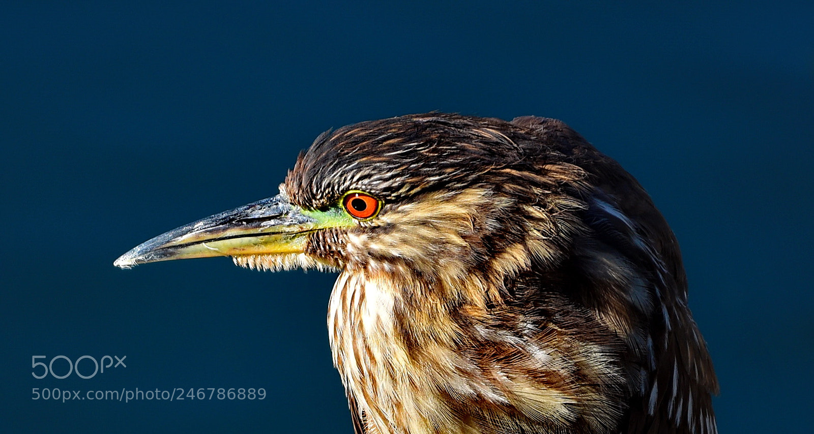 Nikon D7200 sample photo. Portrait brown seabird two photography
