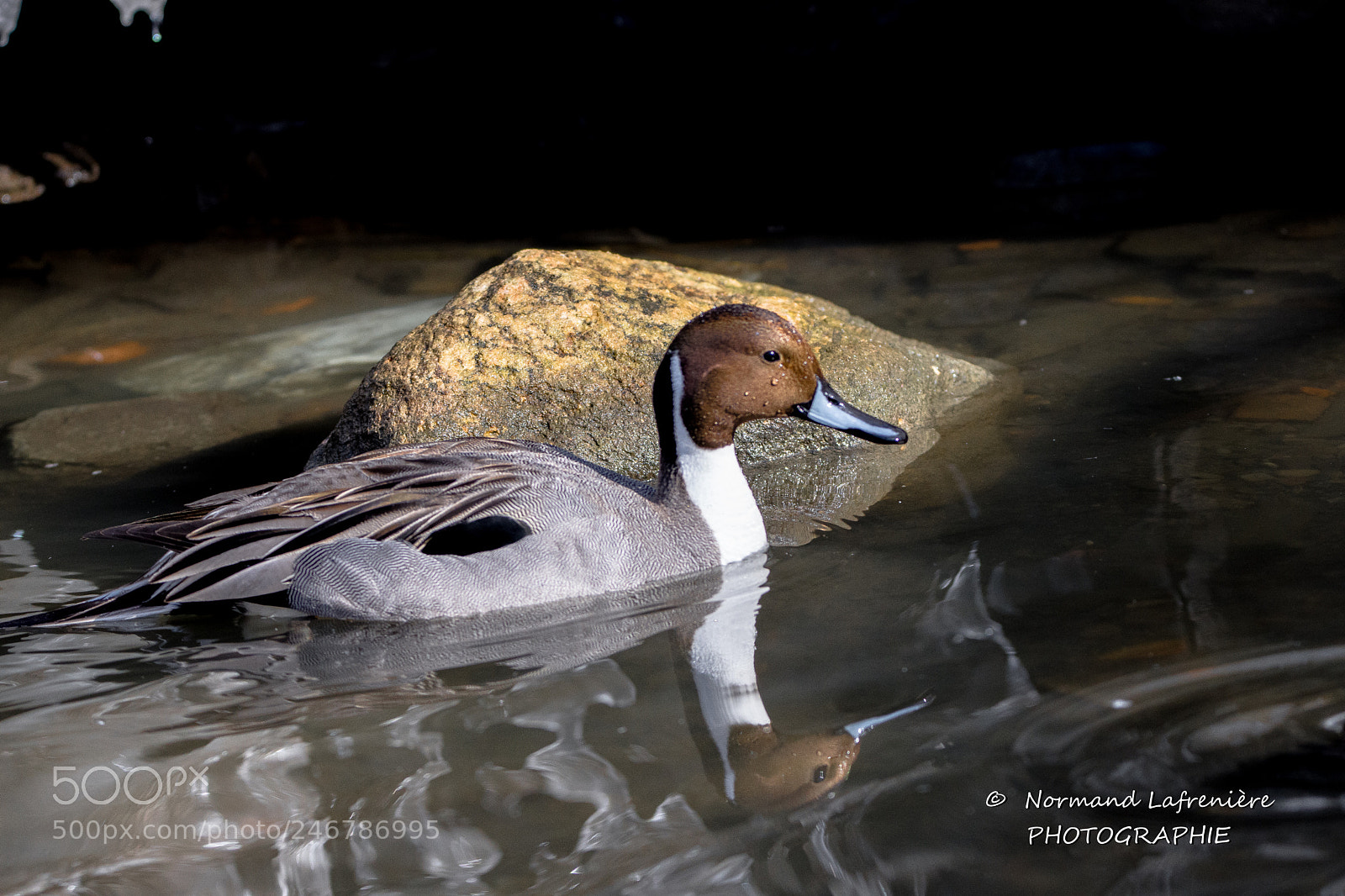 Nikon D7200 sample photo. Duck on the rock... photography
