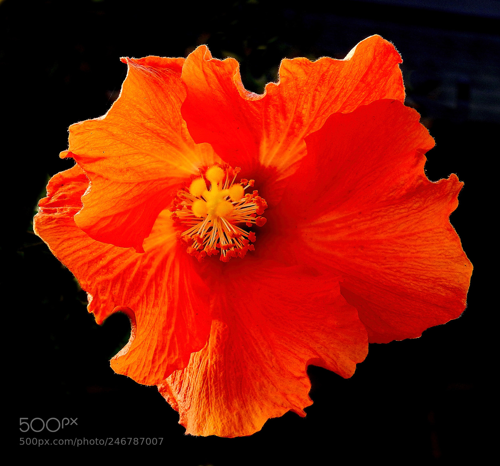 Nikon Coolpix P900 sample photo. Orange hibiscus flower photography