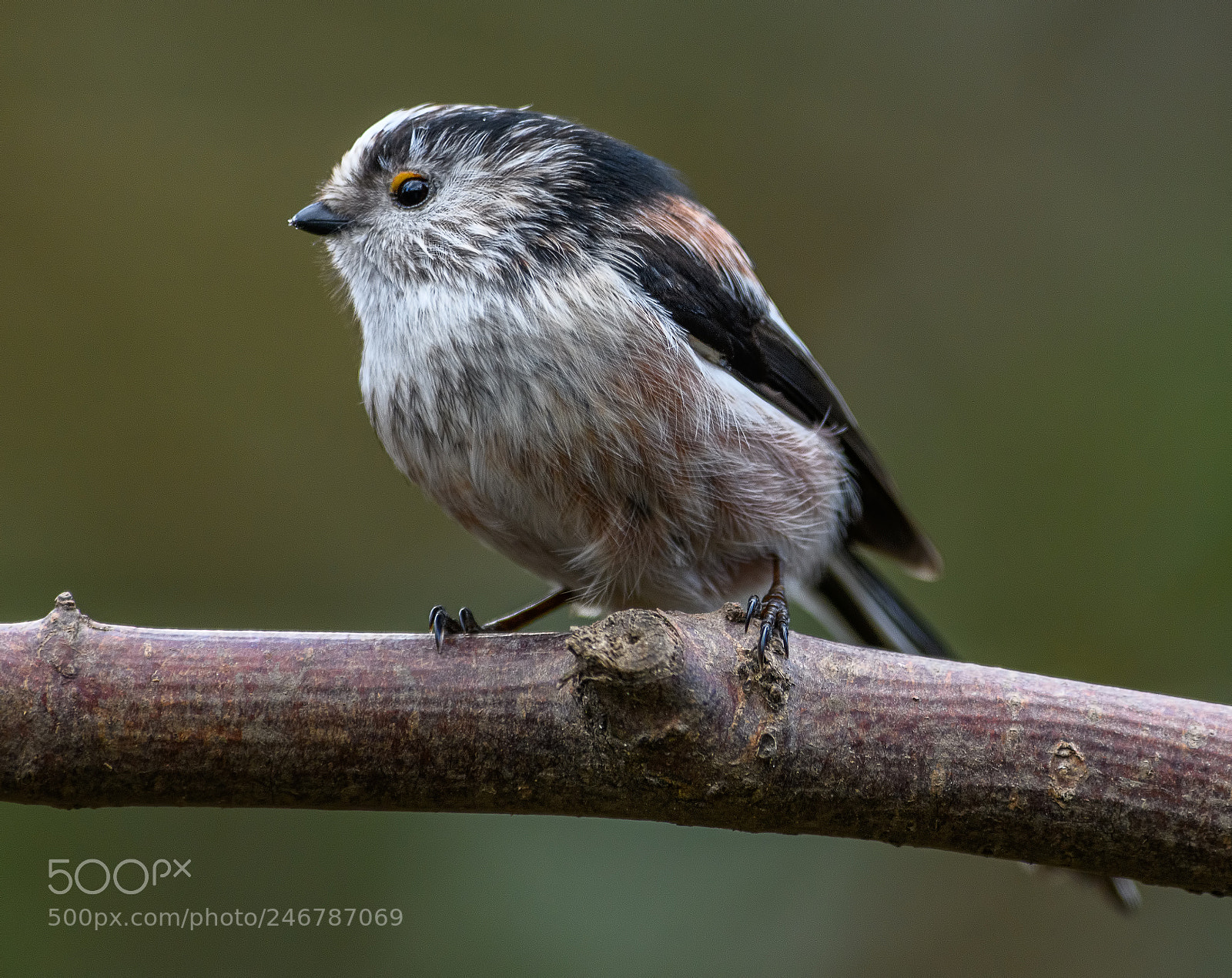 Nikon D850 sample photo. Long tailed tit this photography