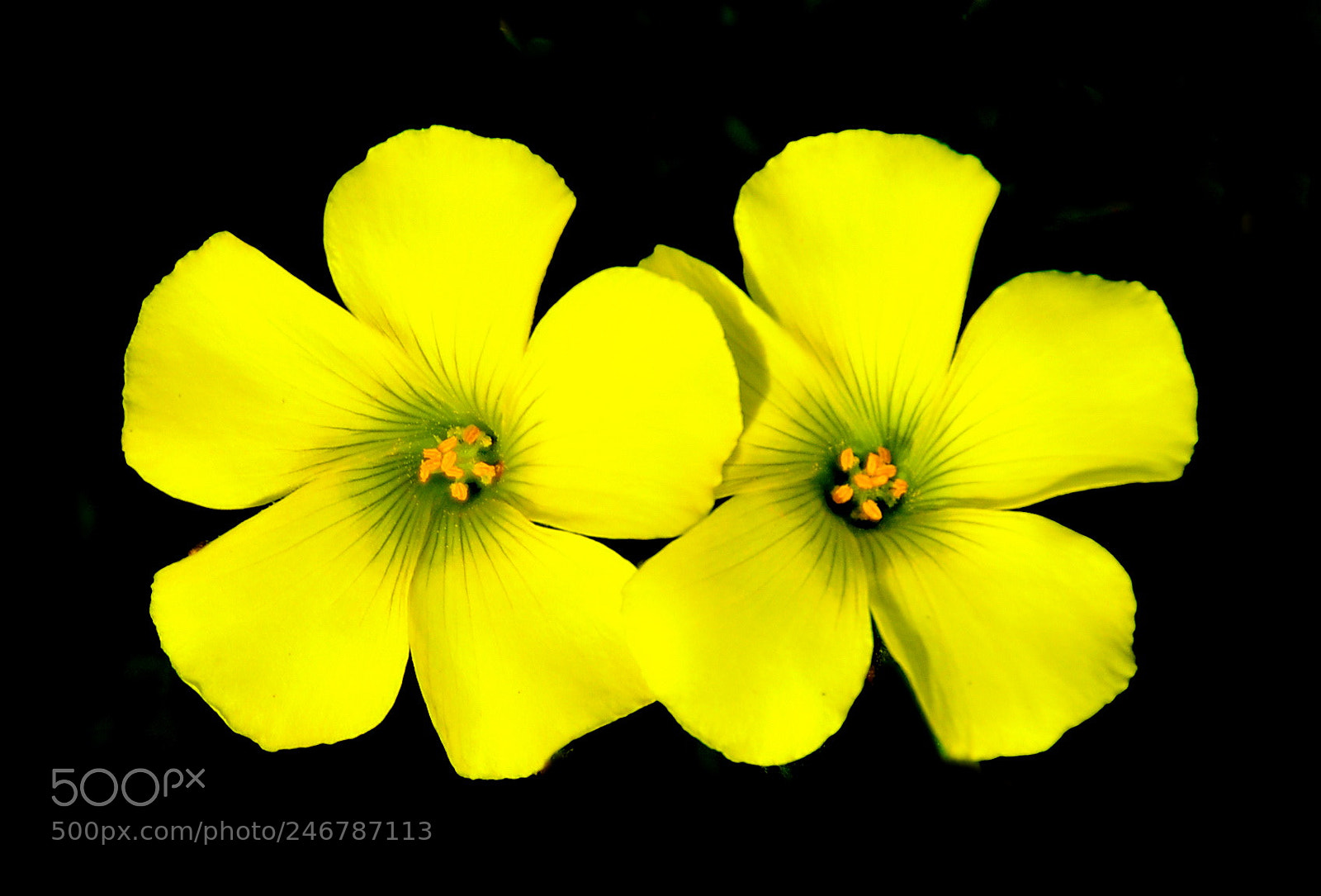 Nikon D7200 sample photo. Two yellow daisy flowers photography