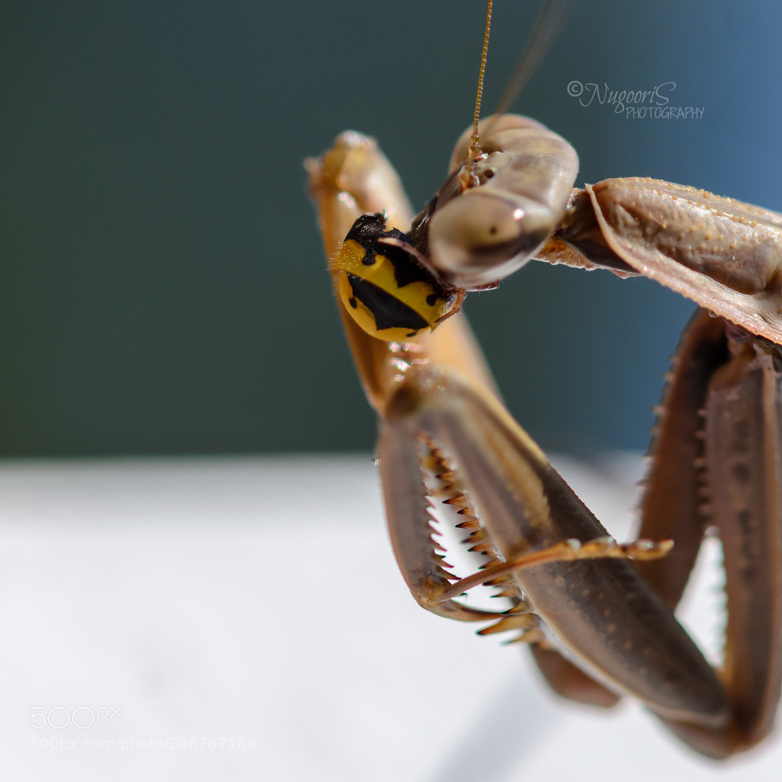 Nikon D7000 sample photo. Mantis feeding on a photography