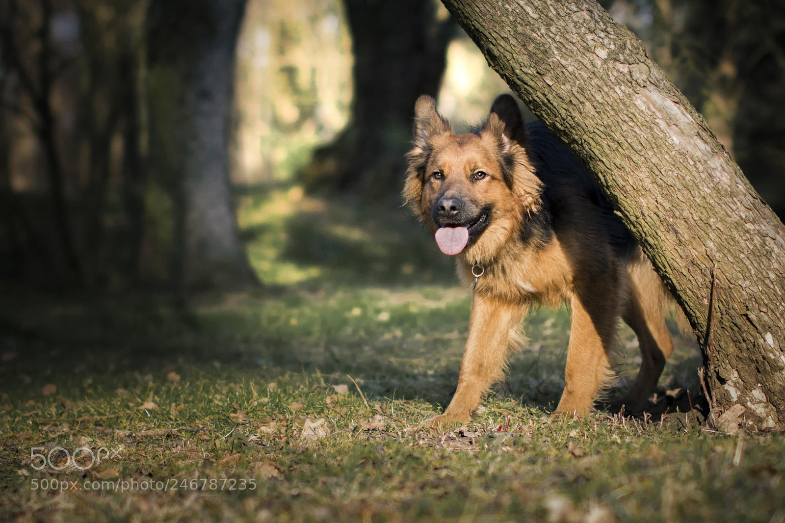 Nikon D500 sample photo. Lie in wait photography