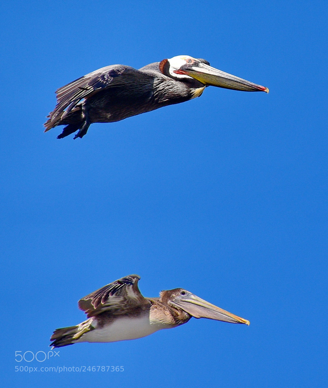 Nikon D7200 sample photo. Pelicans flying in the photography